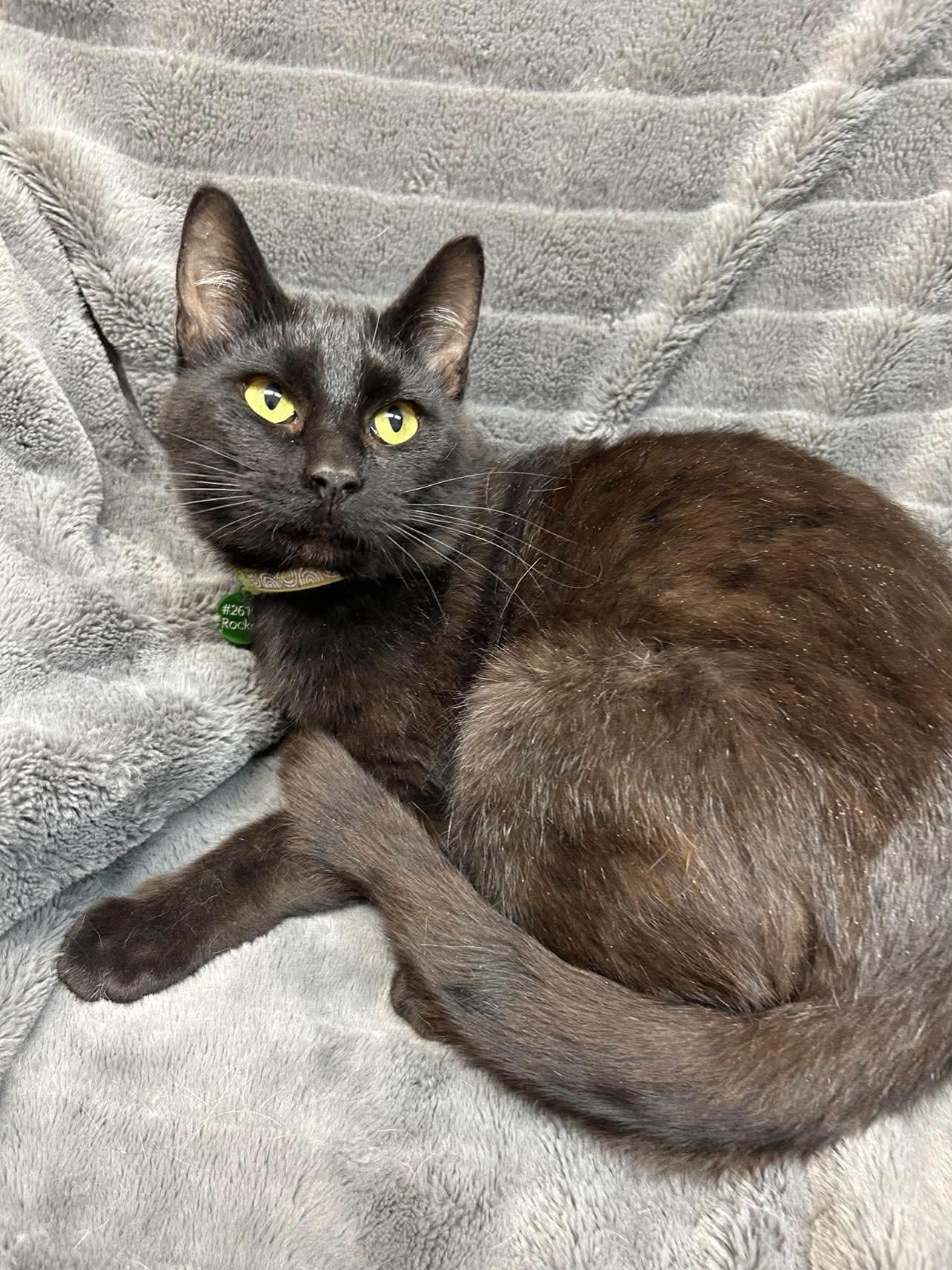 Rocket, a ADOPTABLE Domestic Short Hair in Alexandria, MN image 3/3