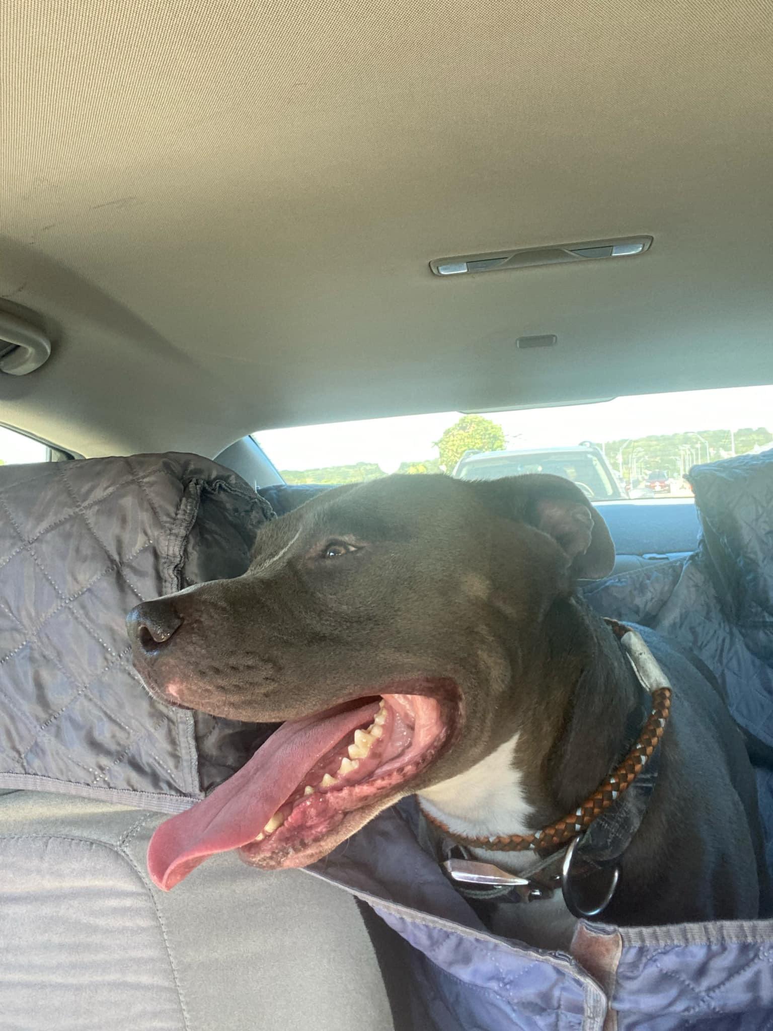 Mojo