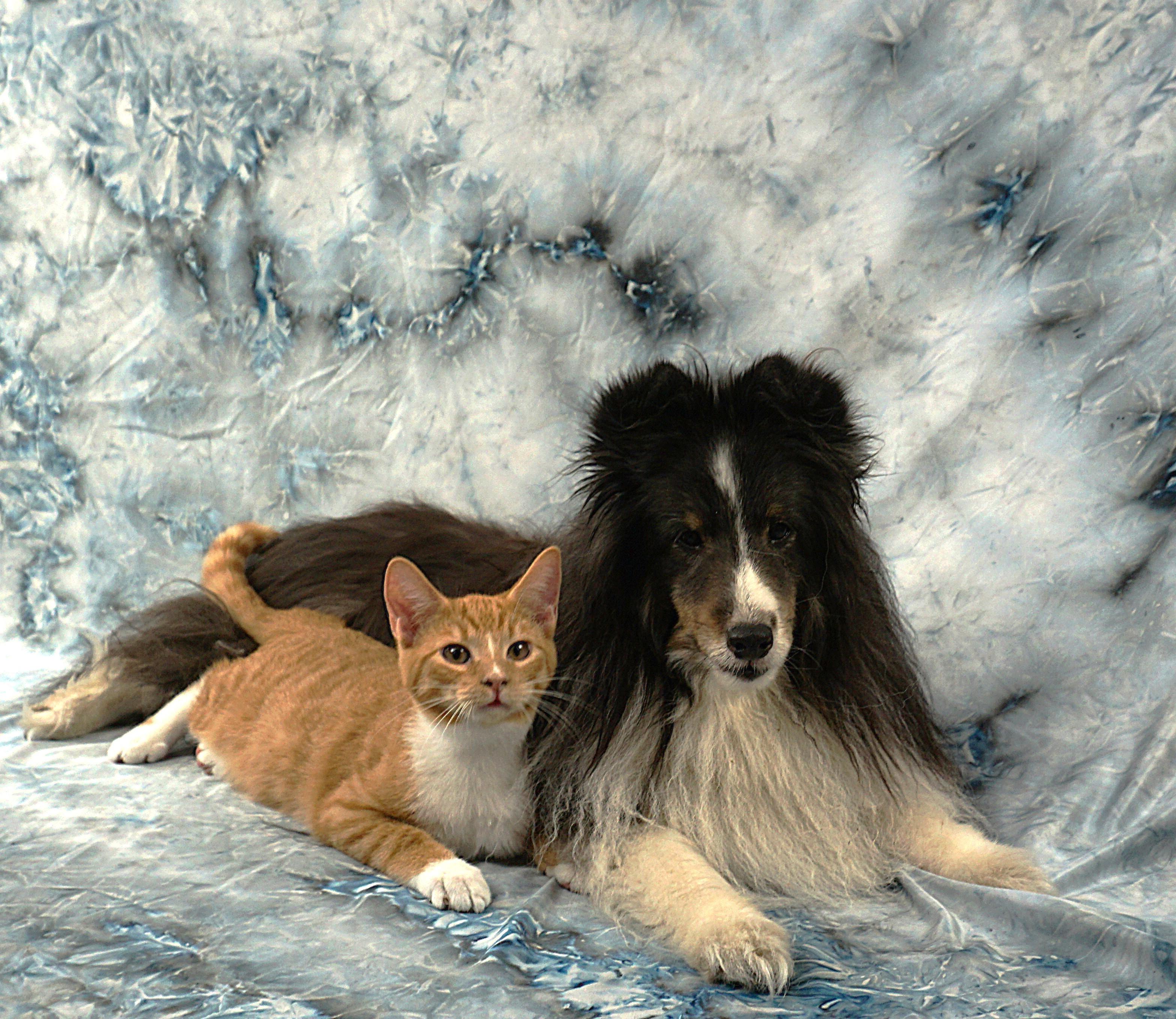 Enlarge ALEC - AFFECTIONATE PURR MOTOR, a ADOPTABLE Domestic Short Hair in Plano, TX image 3/6