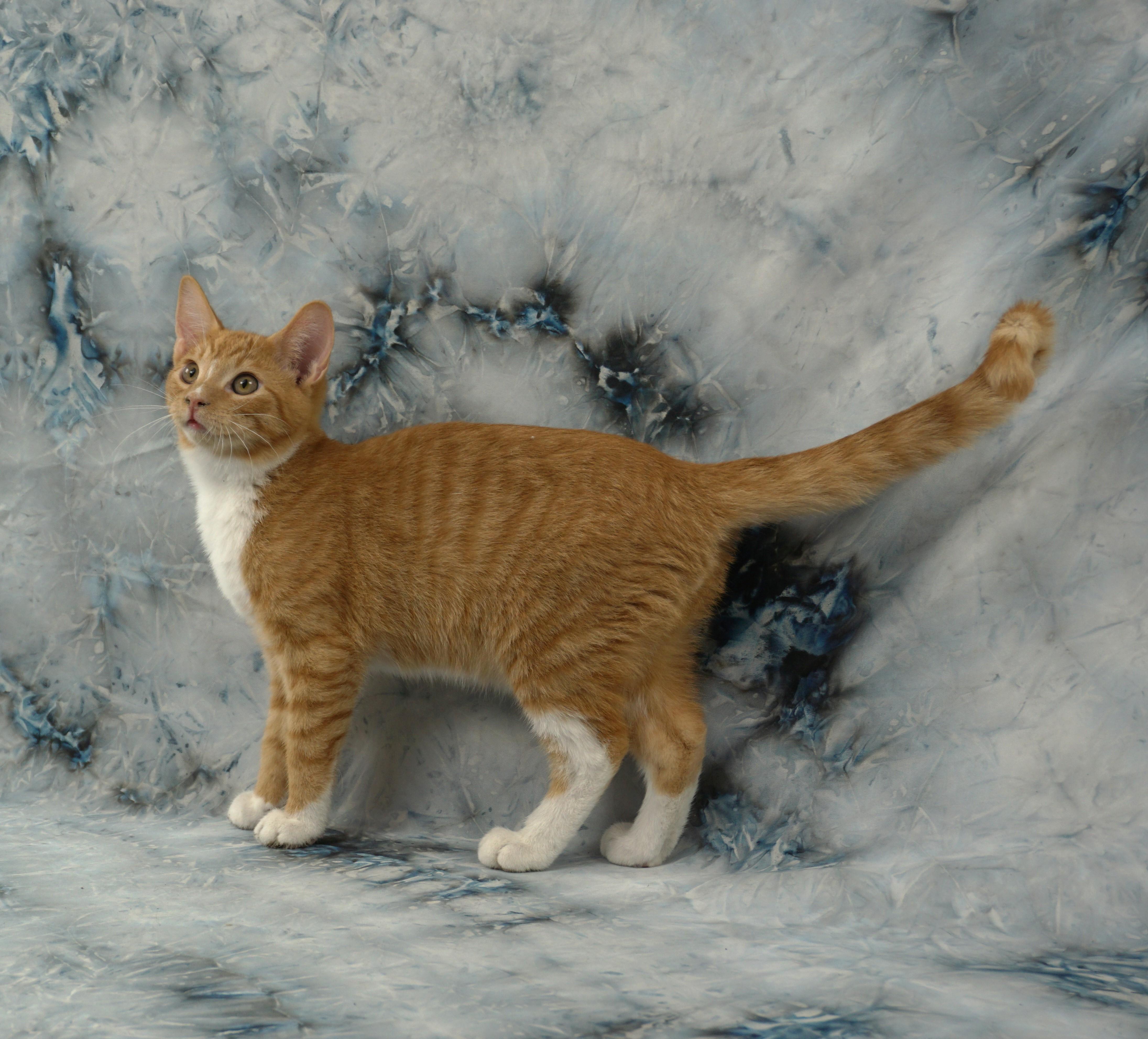 Enlarge ALEC - AFFECTIONATE PURR MOTOR, a ADOPTABLE Domestic Short Hair in Plano, TX image 5/6