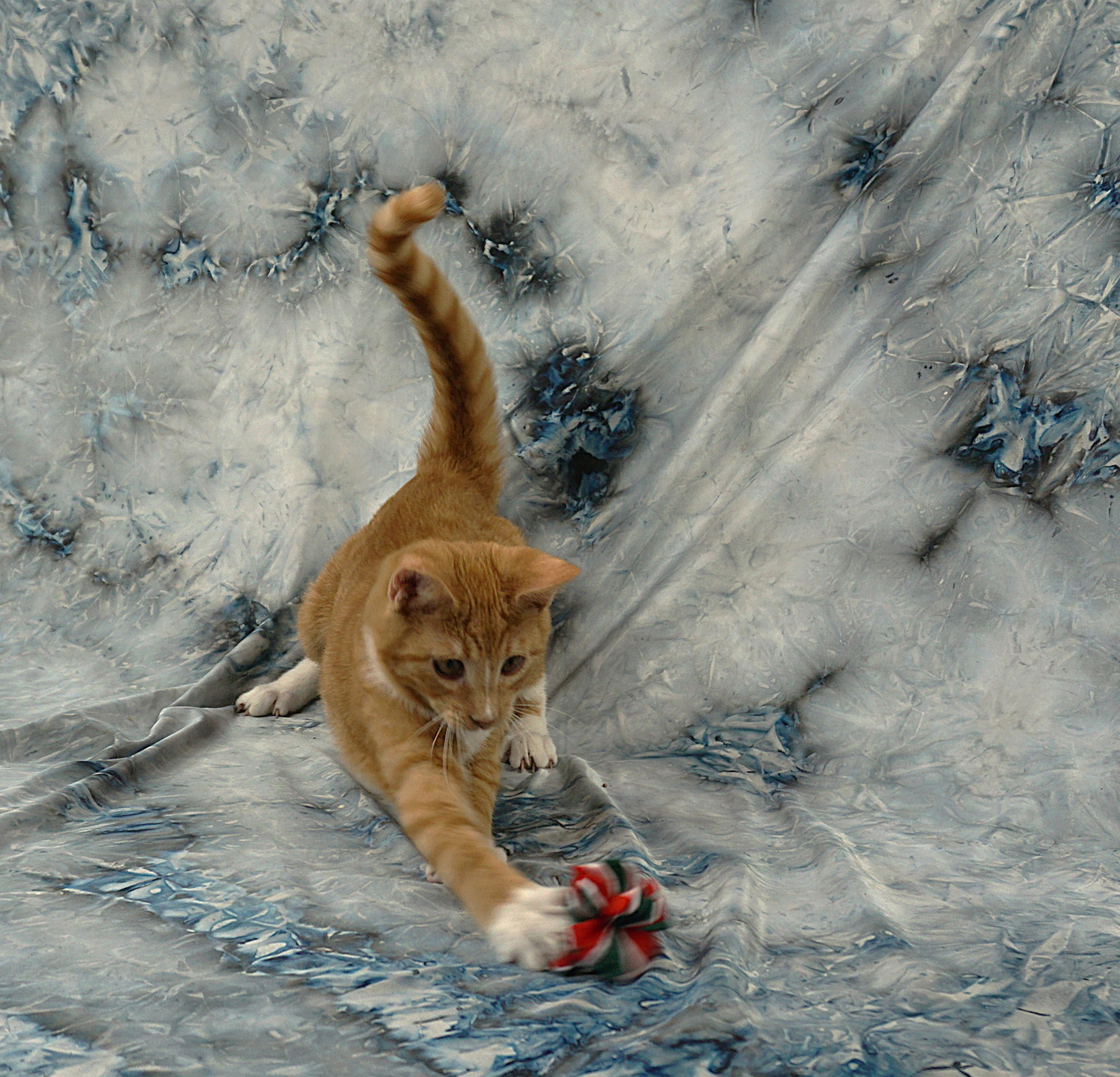 Enlarge ALEC - AFFECTIONATE PURR MOTOR, a ADOPTABLE Domestic Short Hair in Plano, TX image 6/6