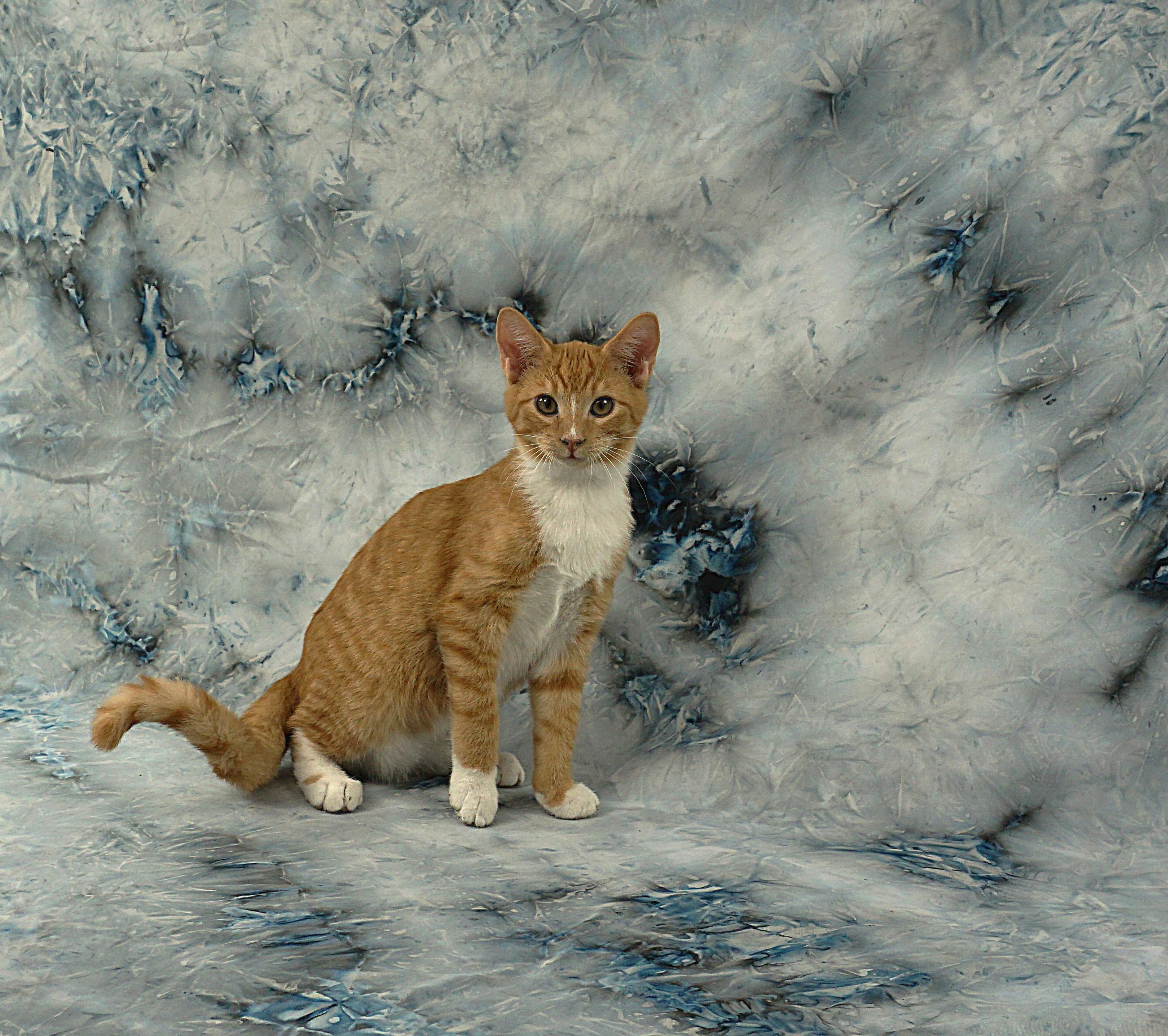 Enlarge ALEC - AFFECTIONATE PURR MOTOR, a ADOPTABLE Domestic Short Hair in Plano, TX image 2/6