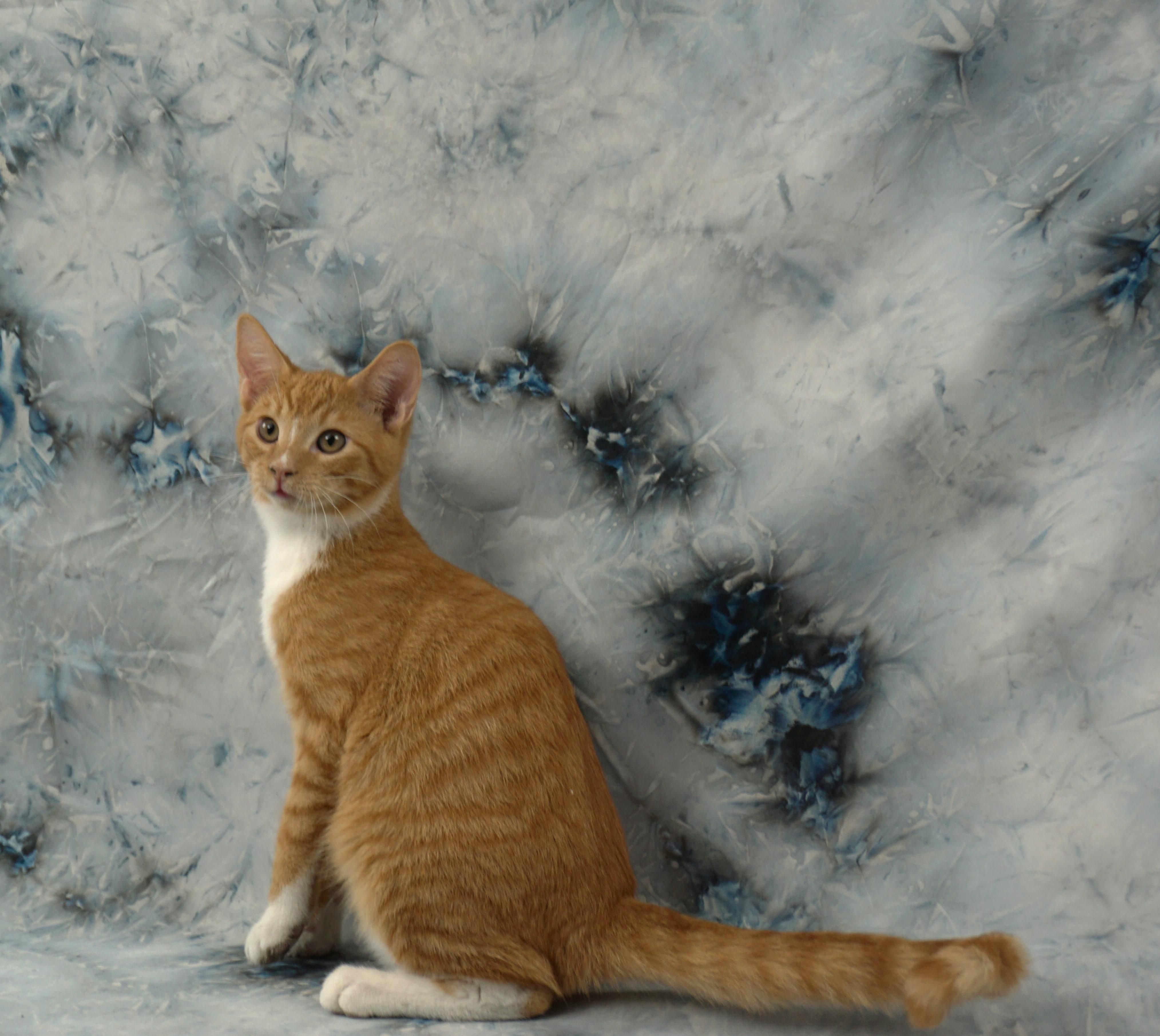 Enlarge ALEC - AFFECTIONATE PURR MOTOR, a ADOPTABLE Domestic Short Hair in Plano, TX image 4/6