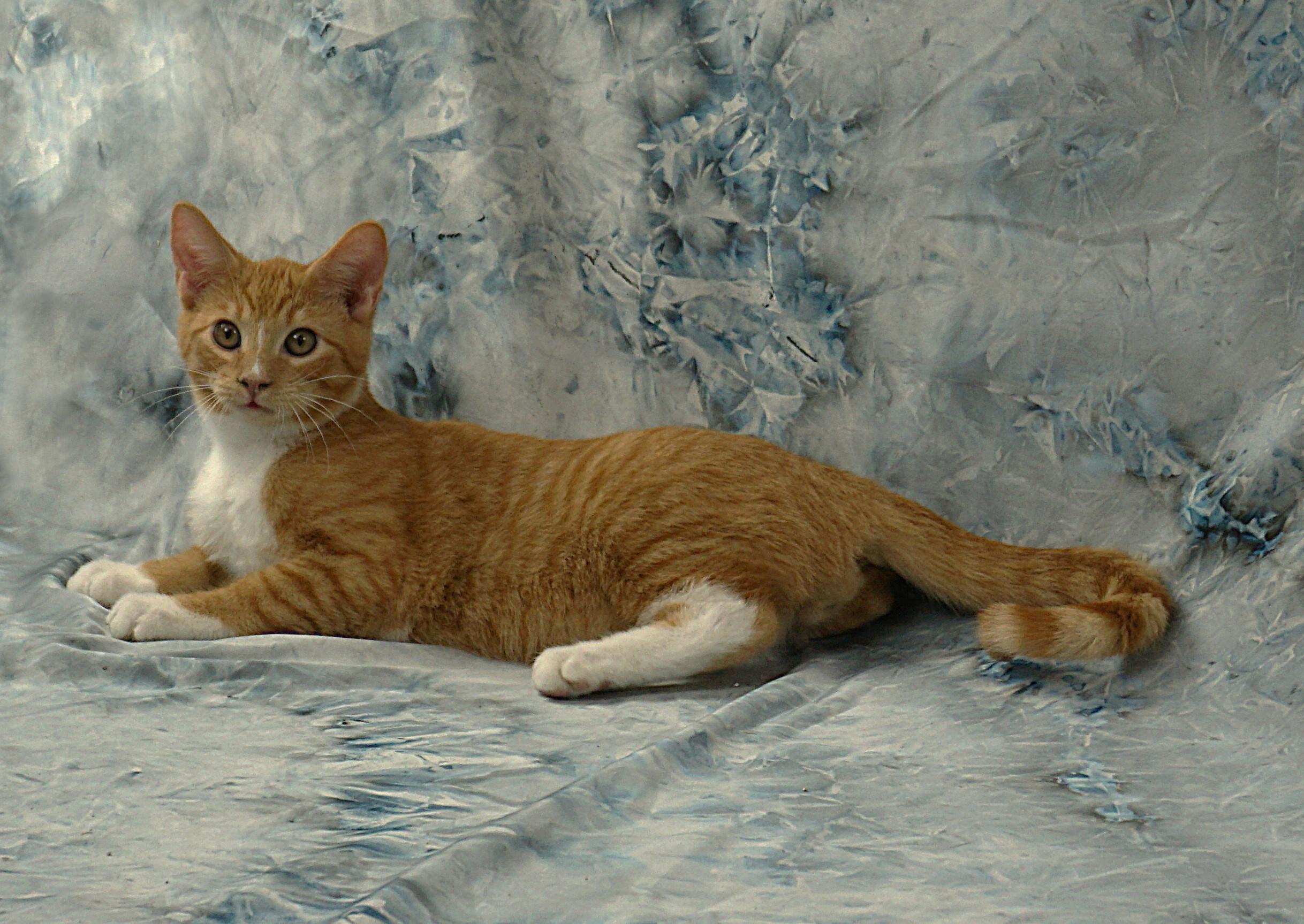 Enlarge ALEC - AFFECTIONATE PURR MOTOR, a ADOPTABLE Domestic Short Hair in Plano, TX image 1/6
