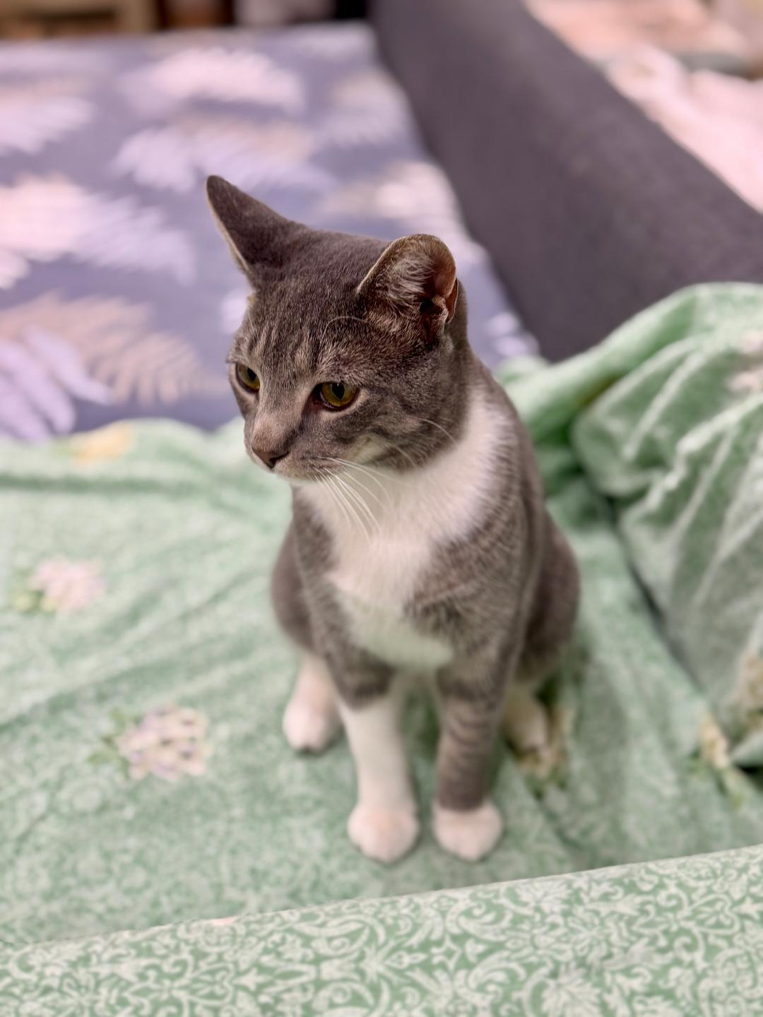 Enlarge Bobo, a Adoptable Tabby in Wayne, NJ image 4/6