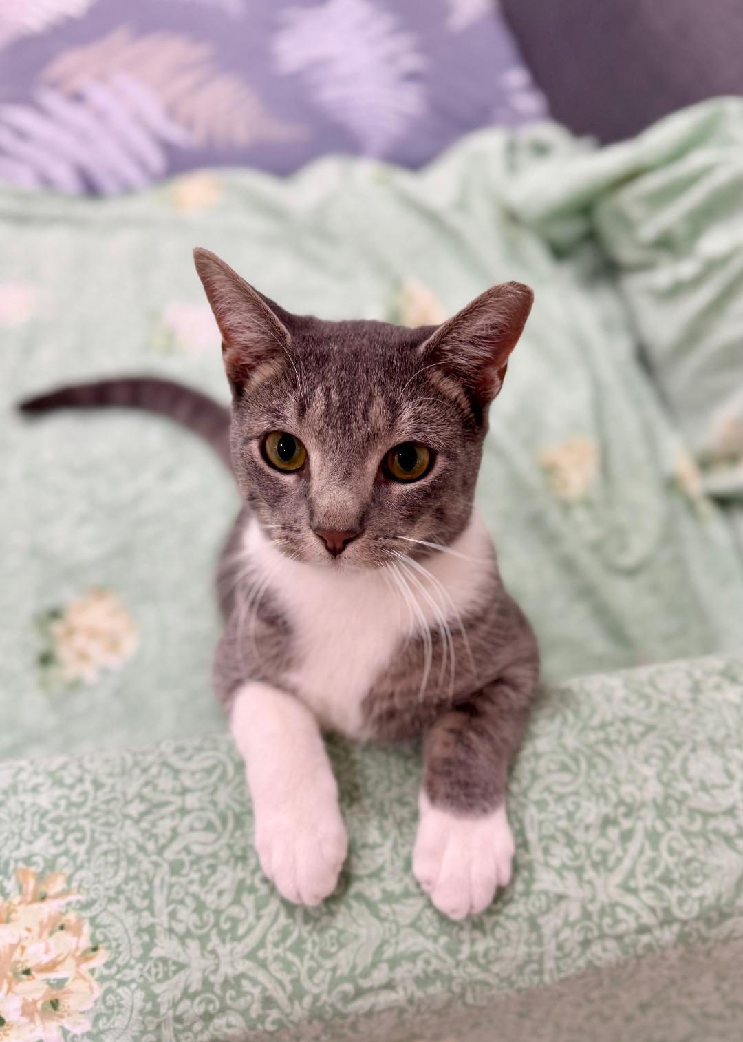 Enlarge Bobo, a Adoptable Tabby in Wayne, NJ image 2/6
