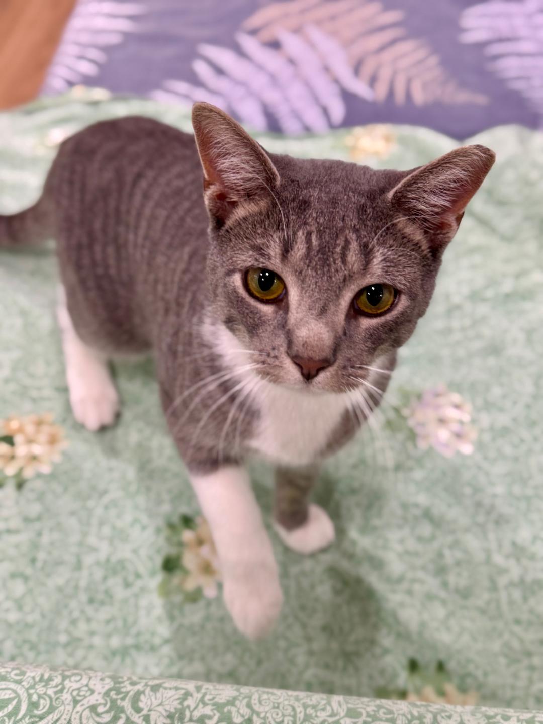 Enlarge Bobo, a Adoptable Tabby in Wayne, NJ image 5/6