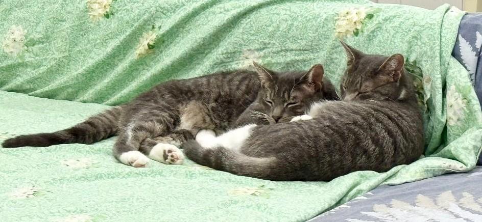 Enlarge Bobo, a Adoptable Tabby in Wayne, NJ image 6/6