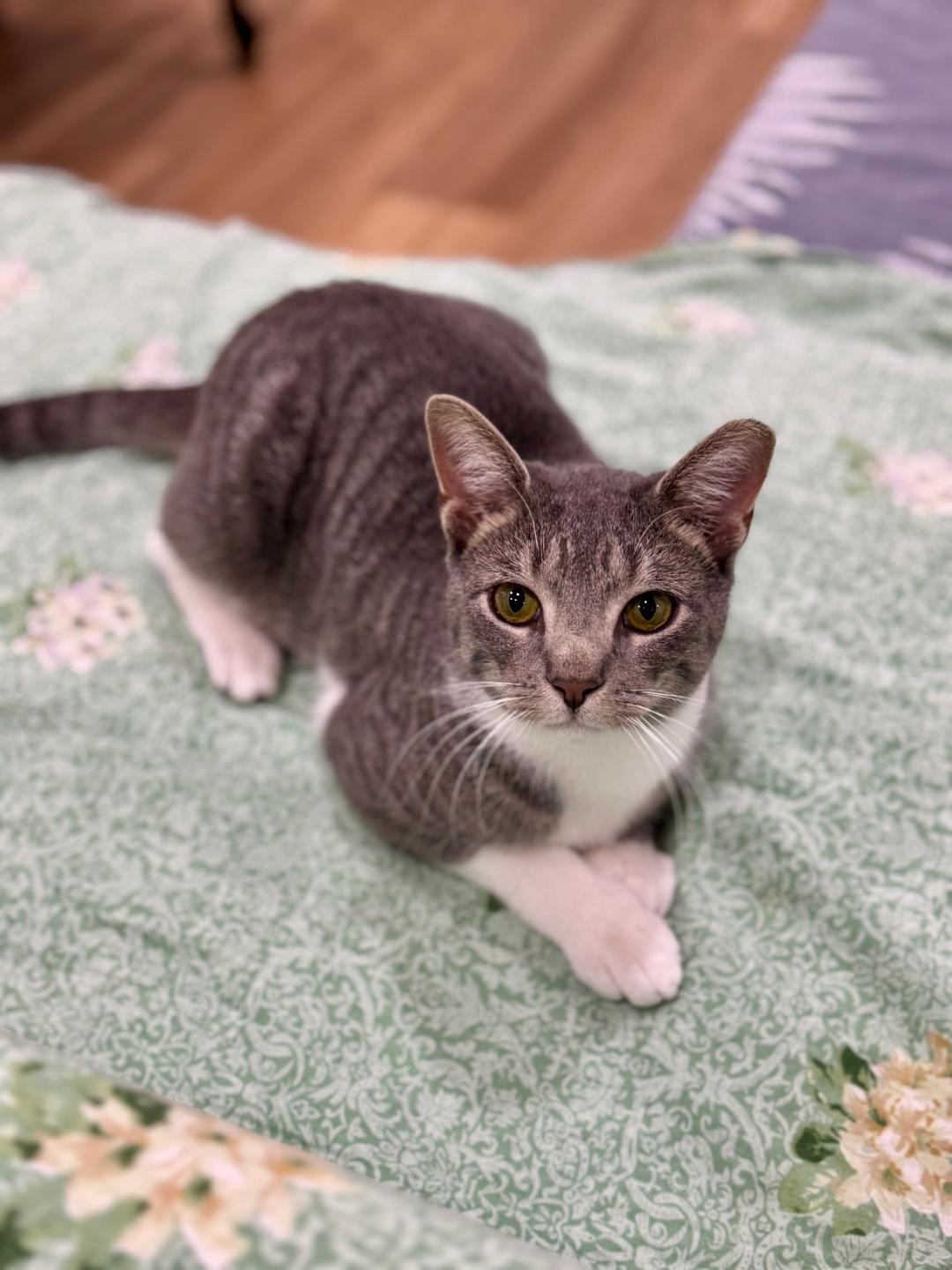 Bobo, Adoptable, Young Male Tabby.