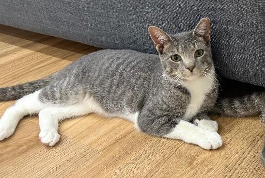 Enlarge Bobo, a Adoptable Tabby in Wayne, NJ image 3/6