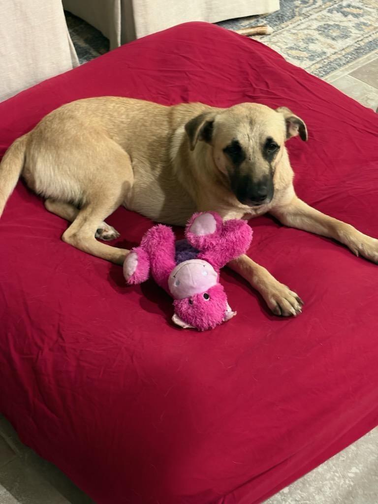 POPPY, Adoptable, Young Female German Shepherd Dog & Mixed Breed.