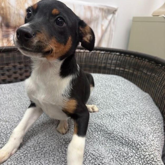 Ozzy, Adoptable, Puppy Male Terrier.