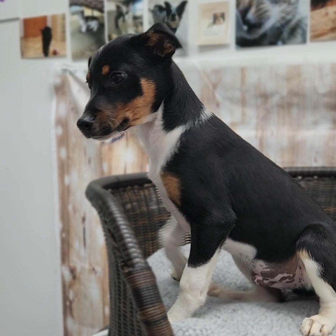 Ozzy, a Adoptable Terrier in Neillsville, WI image 2/3