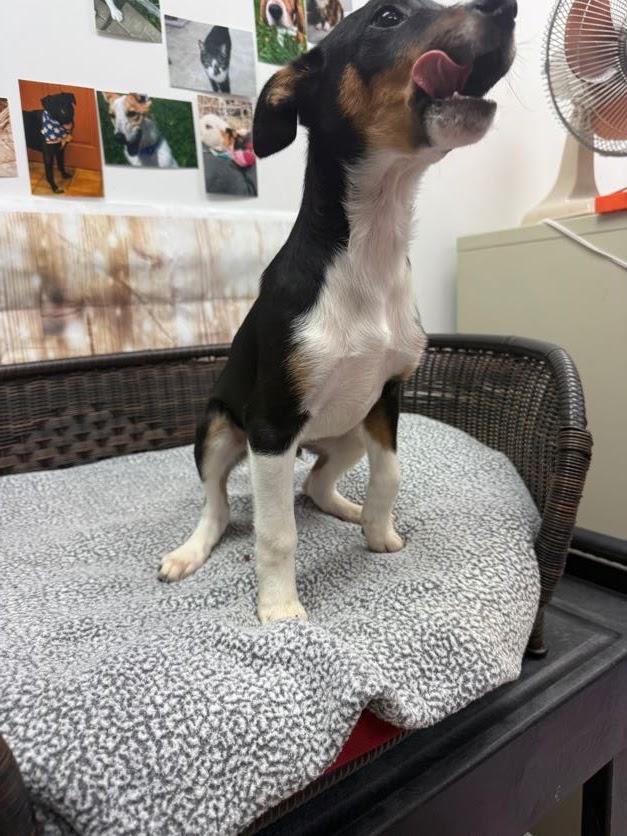 Ozzy, a Adoptable Terrier in Neillsville, WI image 3/3