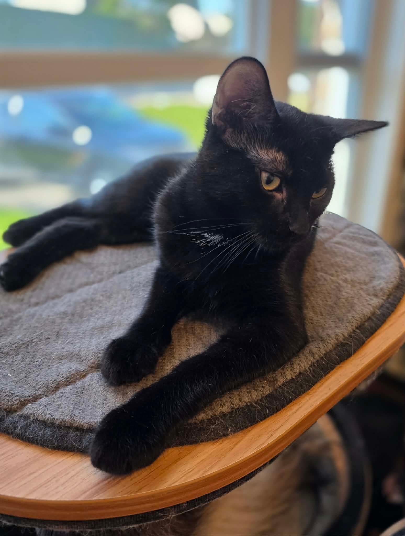 Enlarge Olga, a Adoptable Domestic Medium Hair in Terrebonne, QC image 2/6
