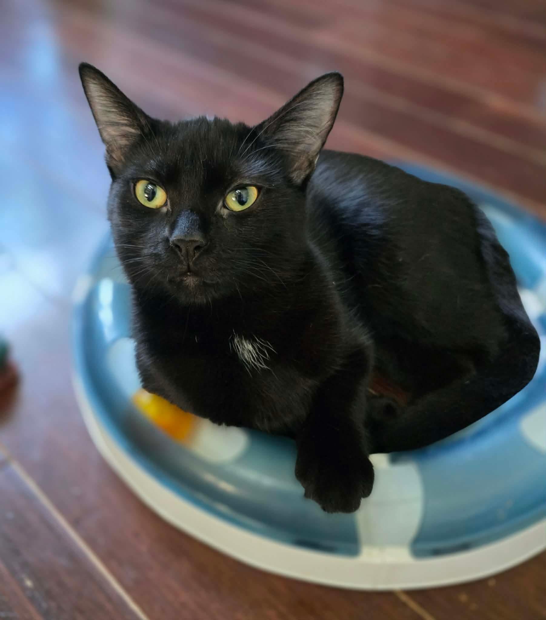 Olga, Adoptable, Young Female Domestic Medium Hair.
