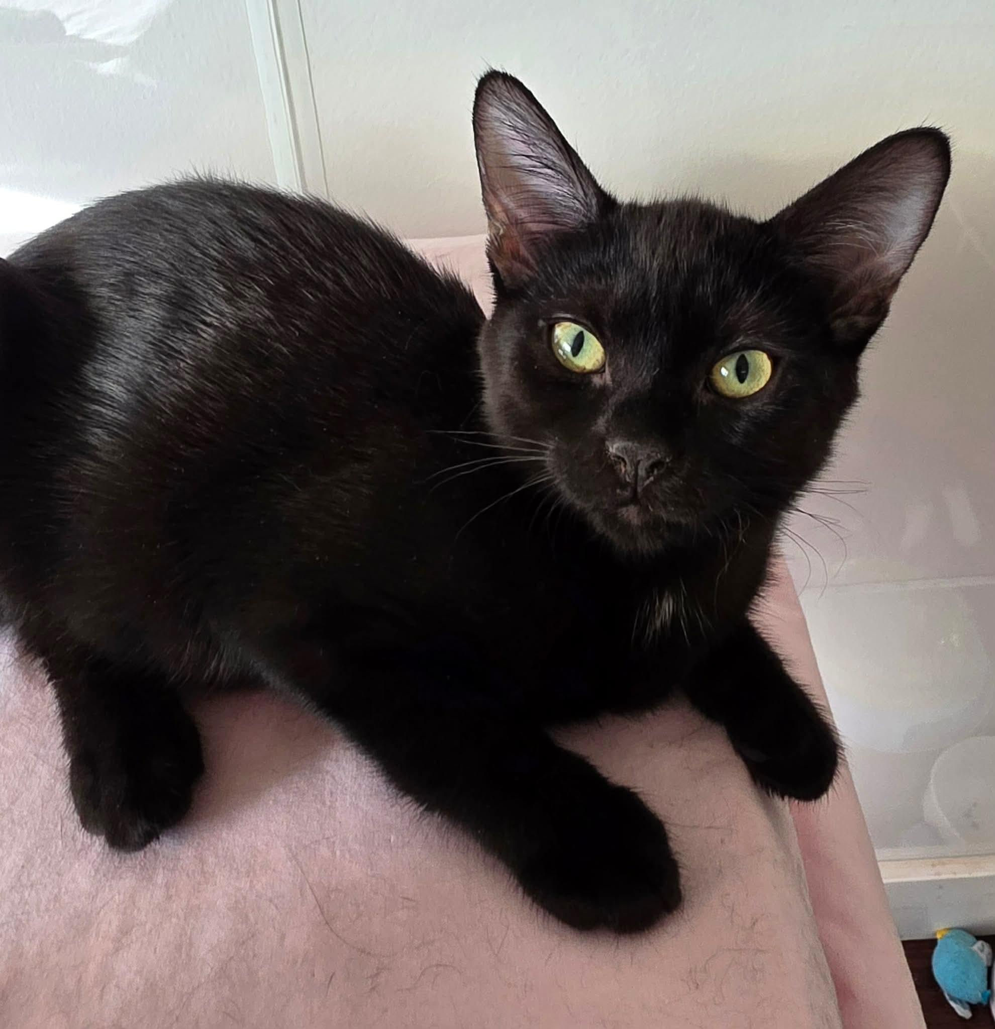 Enlarge Olga, a Adoptable Domestic Medium Hair in Terrebonne, QC image 4/6