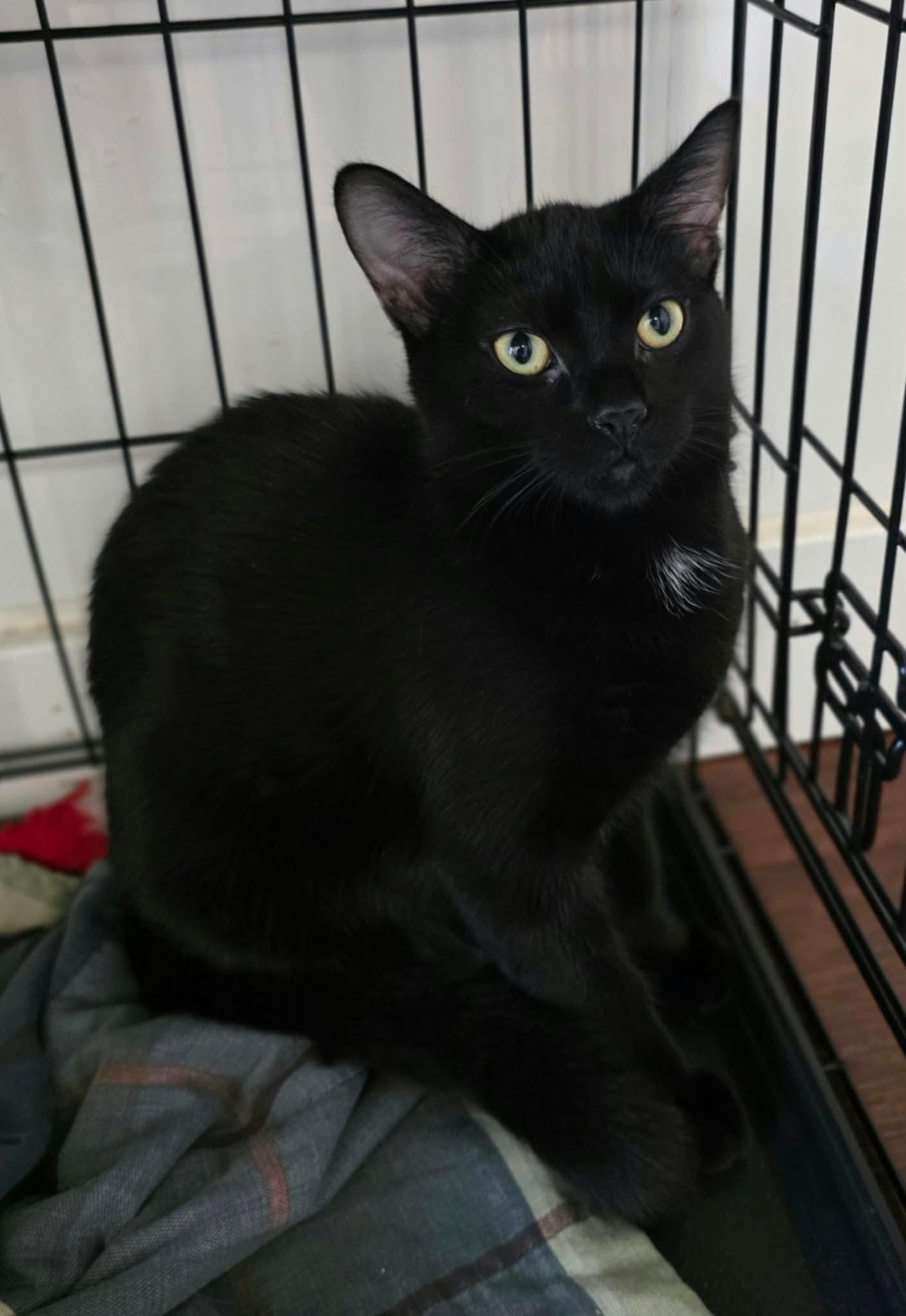Enlarge Olga, a Adoptable Domestic Medium Hair in Terrebonne, QC image 6/6