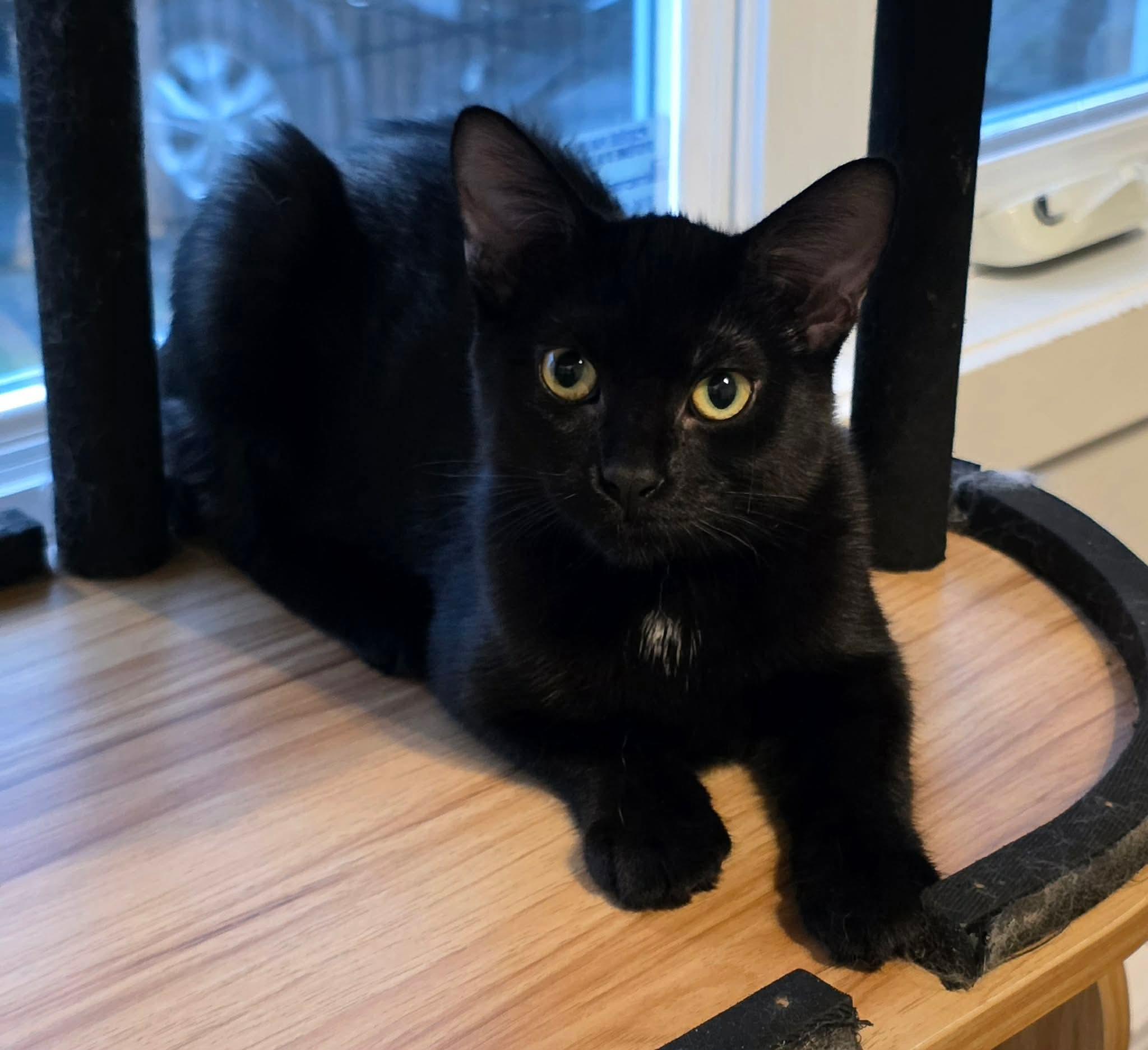Enlarge Olga, a Adoptable Domestic Medium Hair in Terrebonne, QC image 3/6