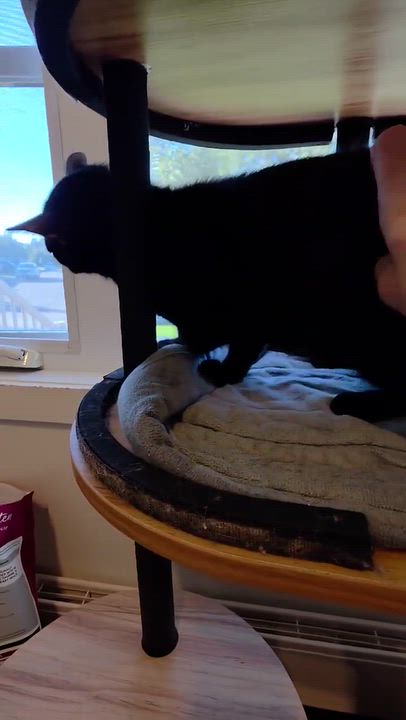 Enlarge Olga, a Adoptable Domestic Medium Hair in Terrebonne, QC video 5/6