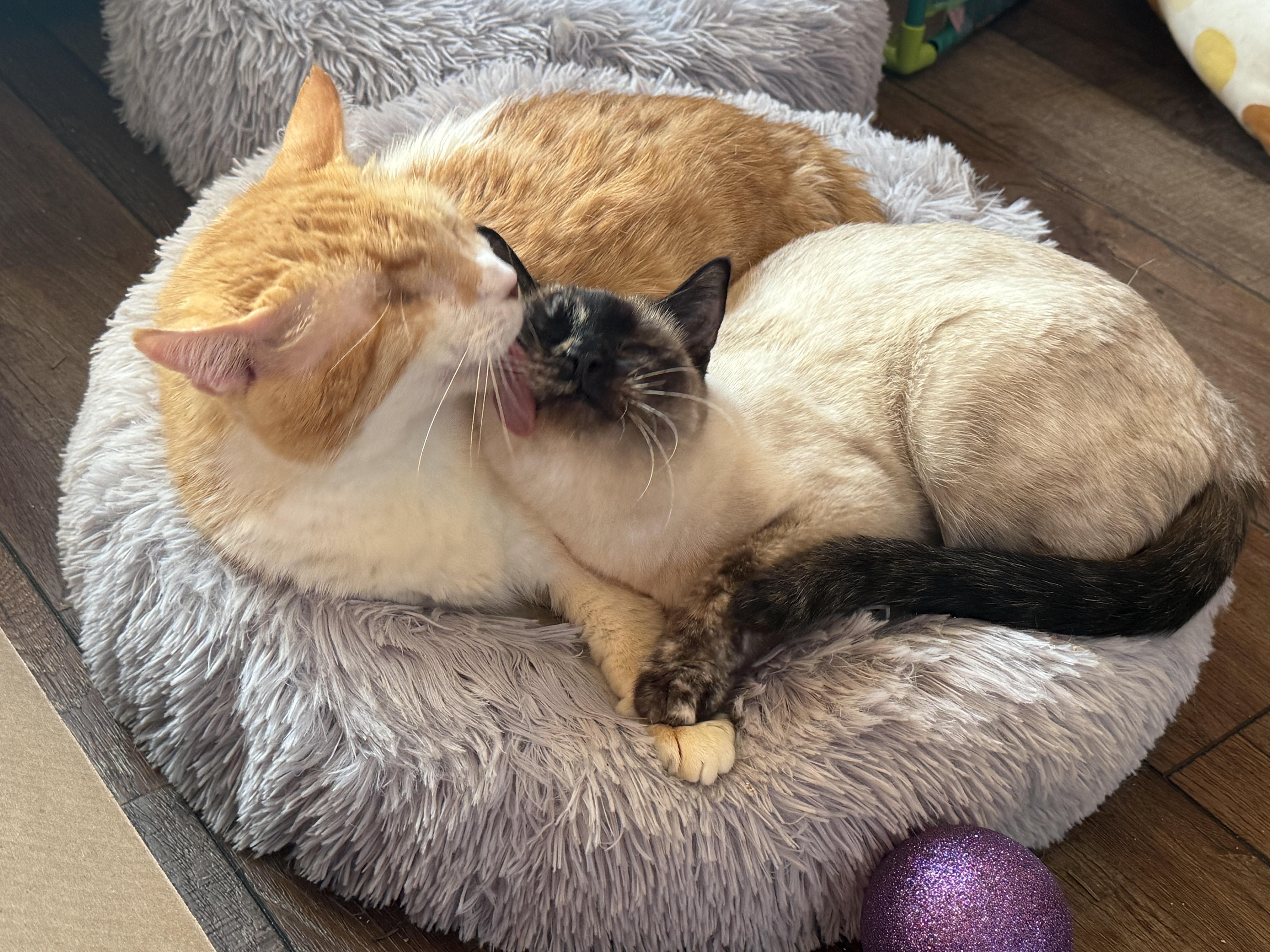 Brando and Sugar Cookie, ADOPTABLE, Senior Male Domestic Short Hair & Siamese.