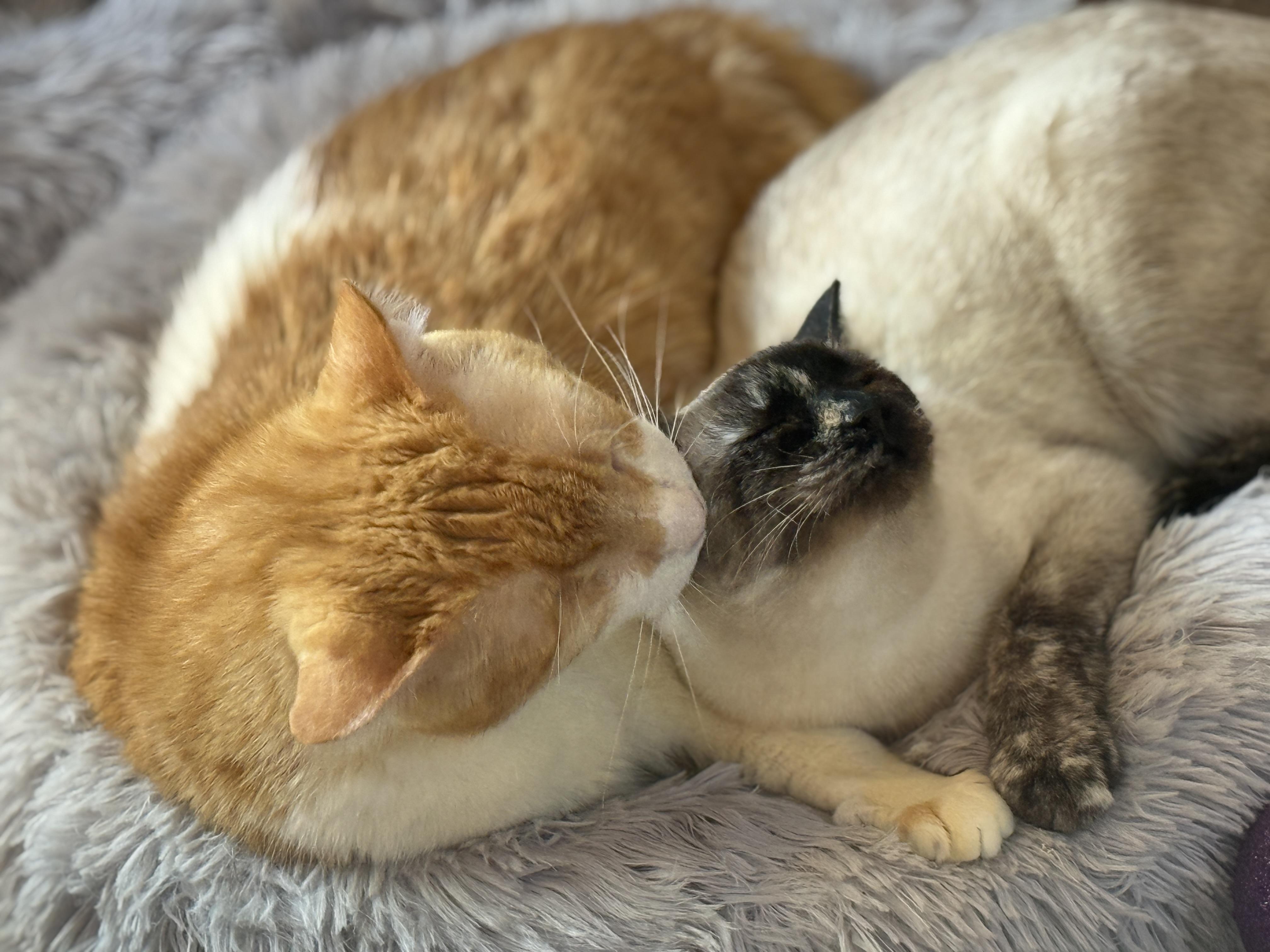 Enlarge Brando and Sugar Cookie, a ADOPTABLE mixed breed in Oceanside, CA image 2/5