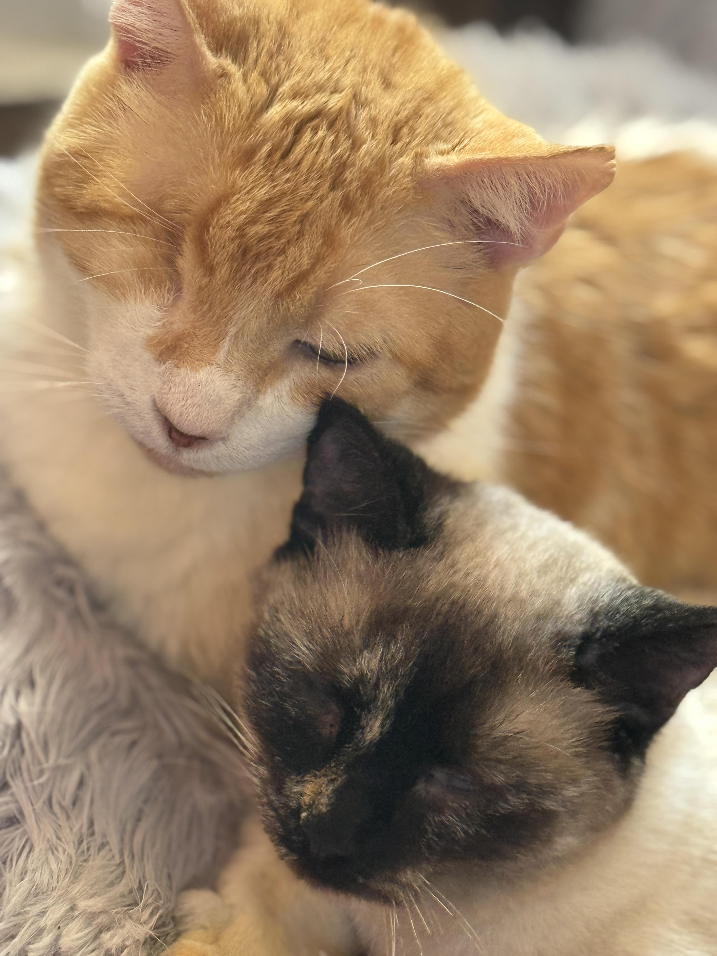 Enlarge Brando and Sugar Cookie, a ADOPTABLE mixed breed in Oceanside, CA image 3/5