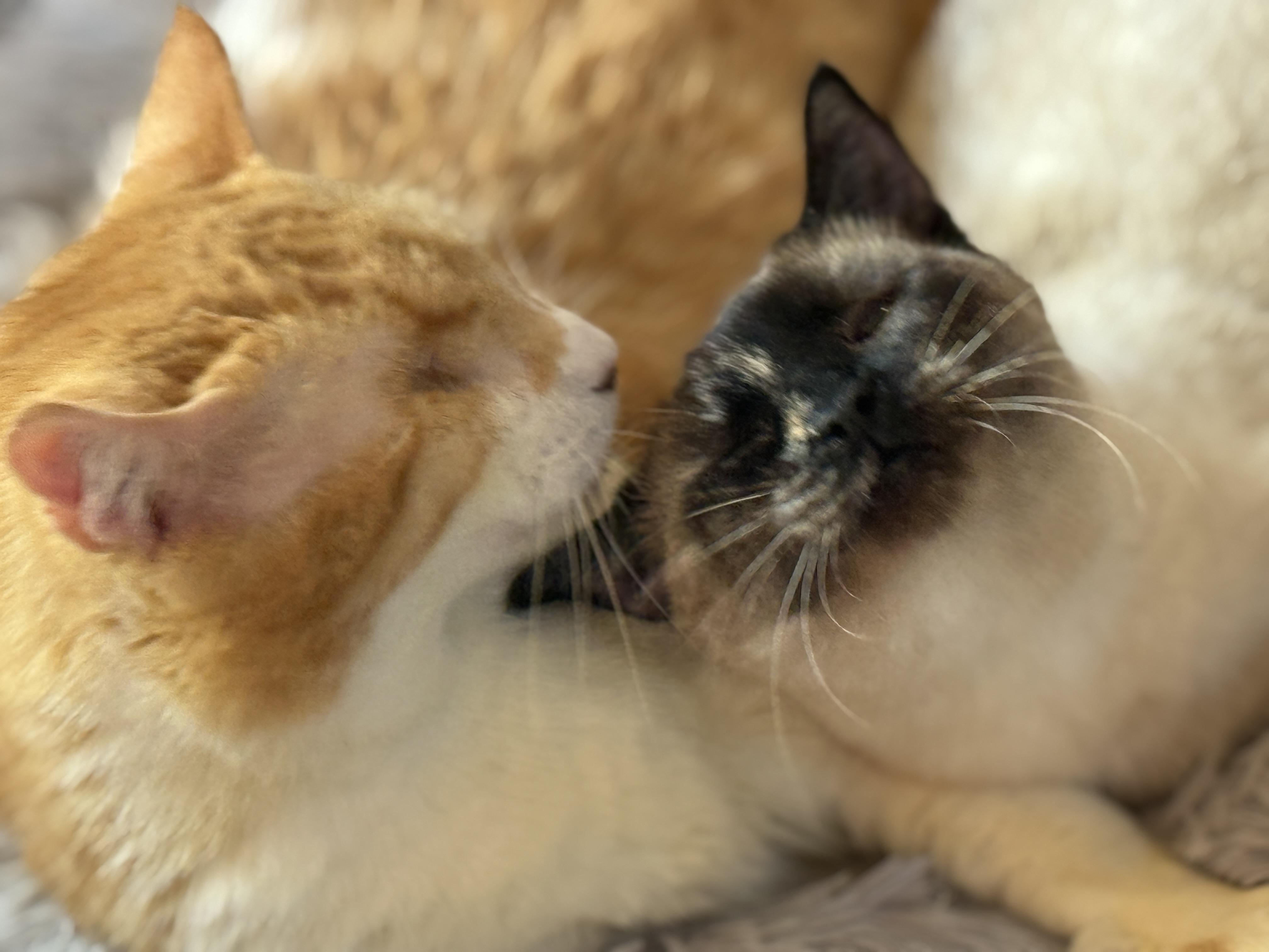 Enlarge Brando and Sugar Cookie, a ADOPTABLE mixed breed in Oceanside, CA image 4/5