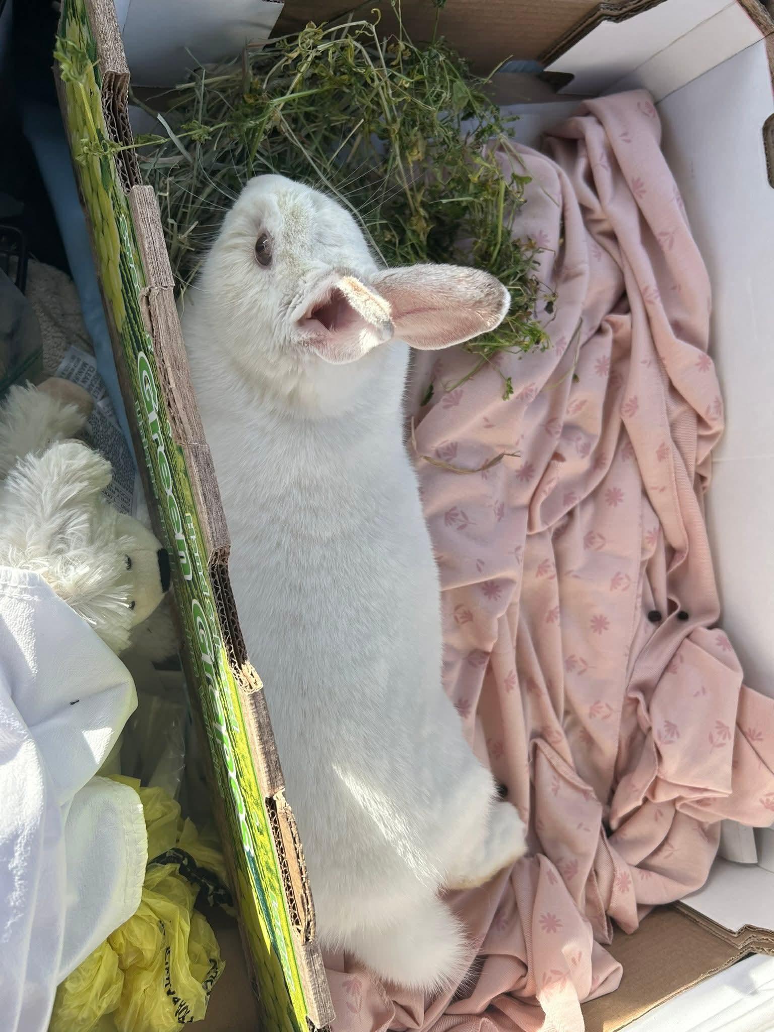 Sundae, an adopted mixed breed in Paradis, LA image 3/3