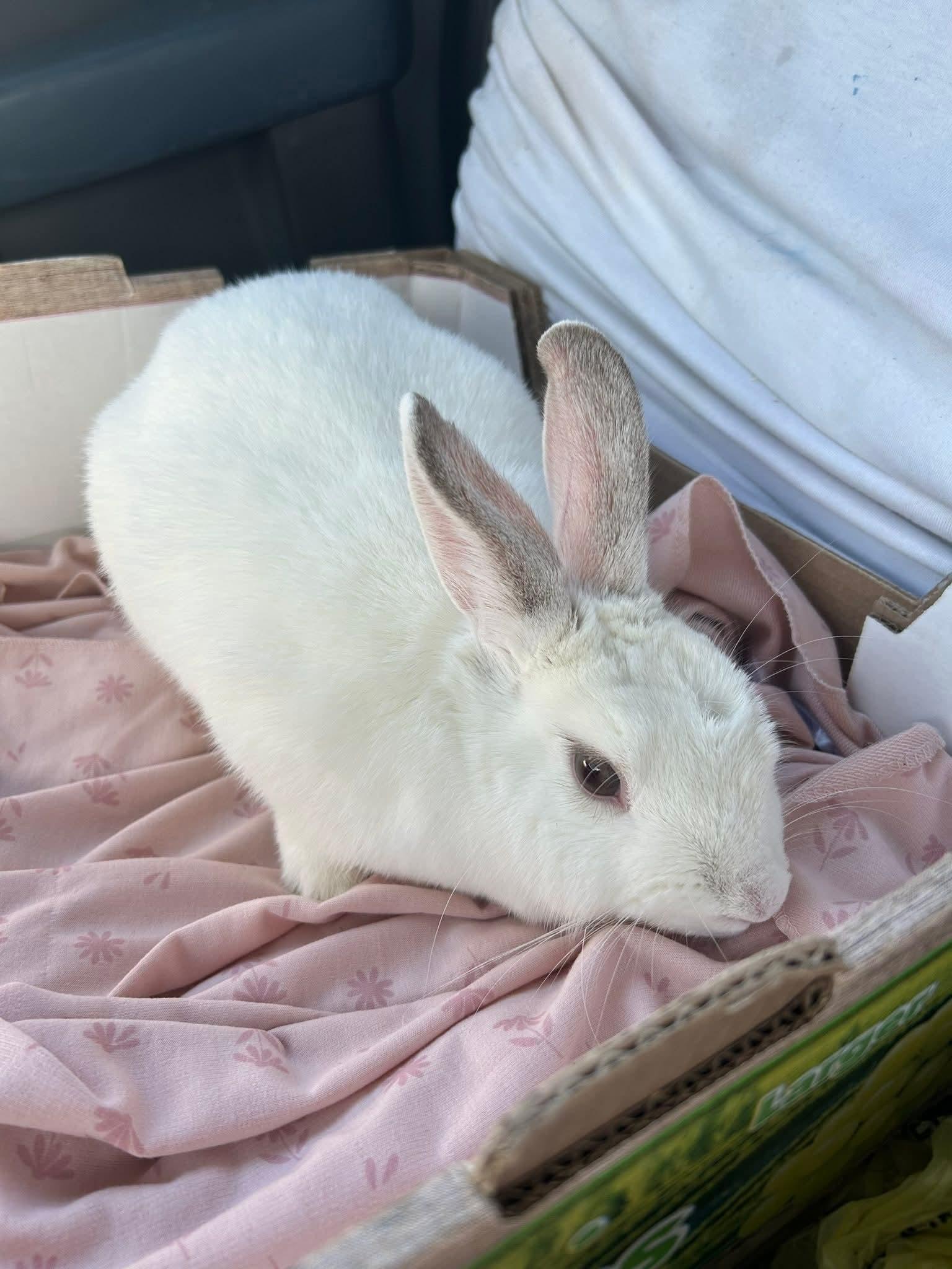 Sundae, an adopted mixed breed in Paradis, LA image 2/3