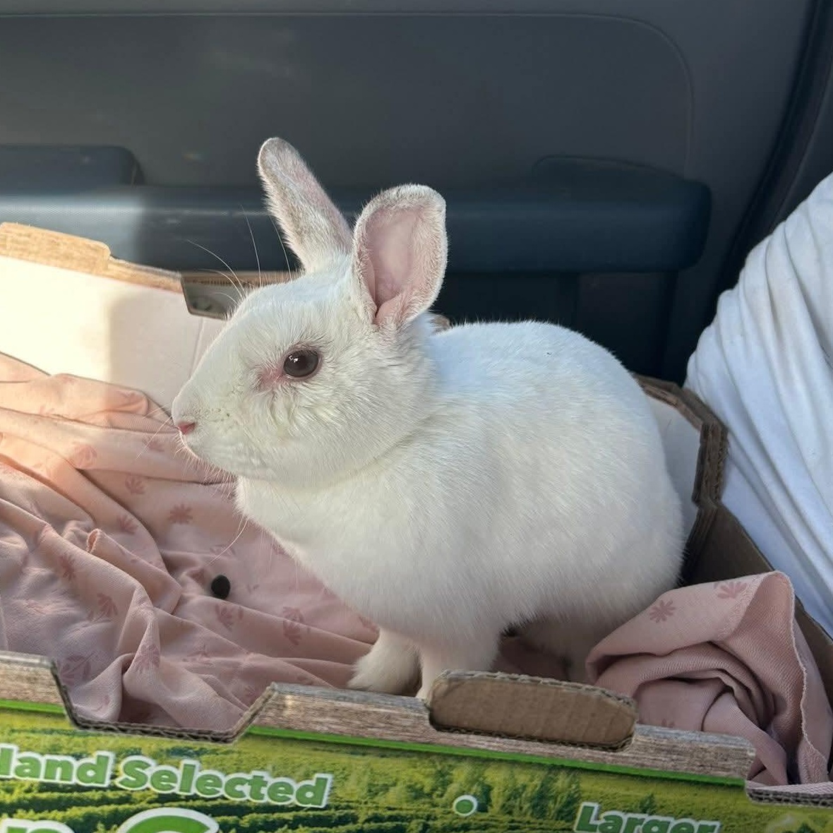 Sundae, adopted, Young Female Californian.