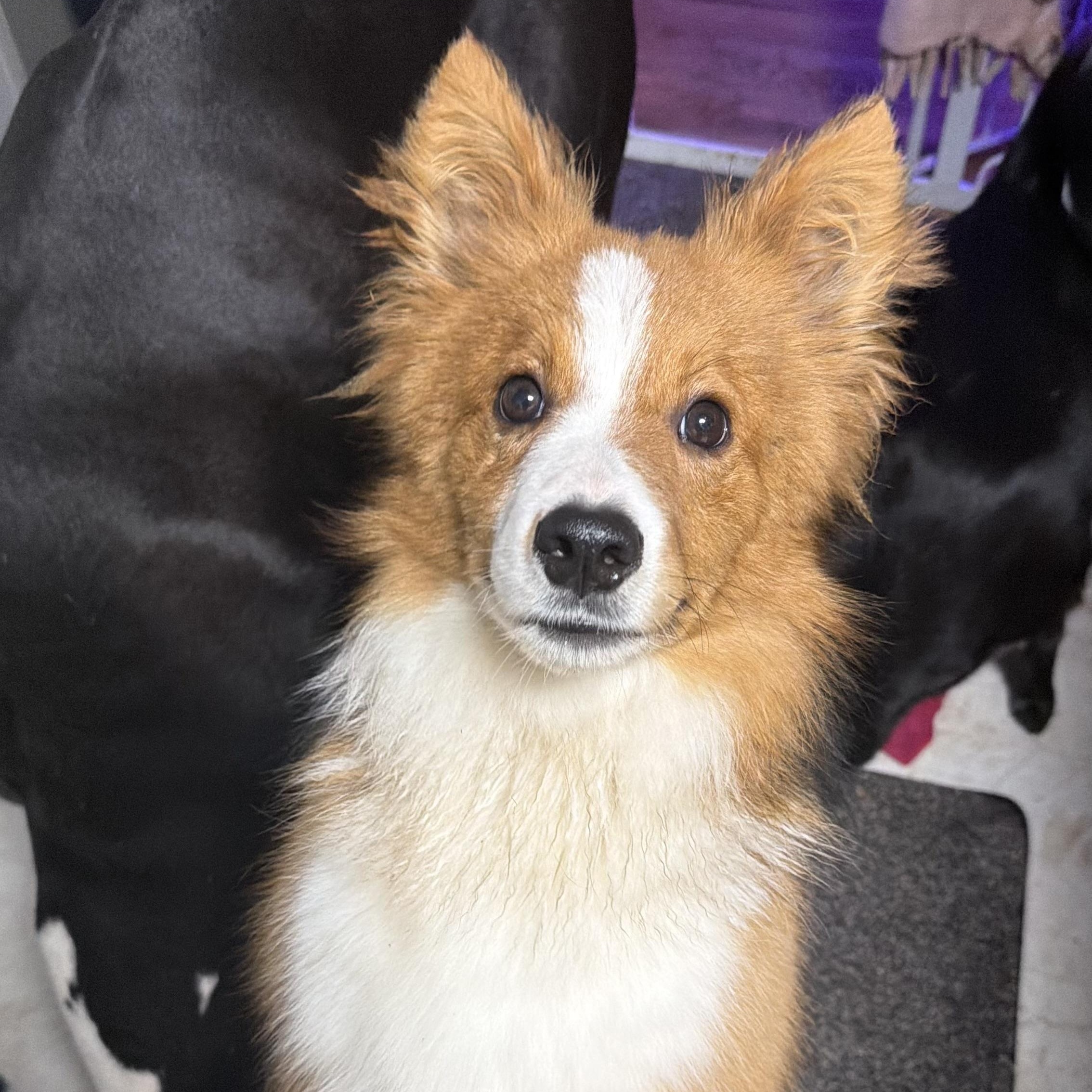 Enlarge Dill Pickle, a ADOPTABLE mixed breed in Olathe, KS image 5/5