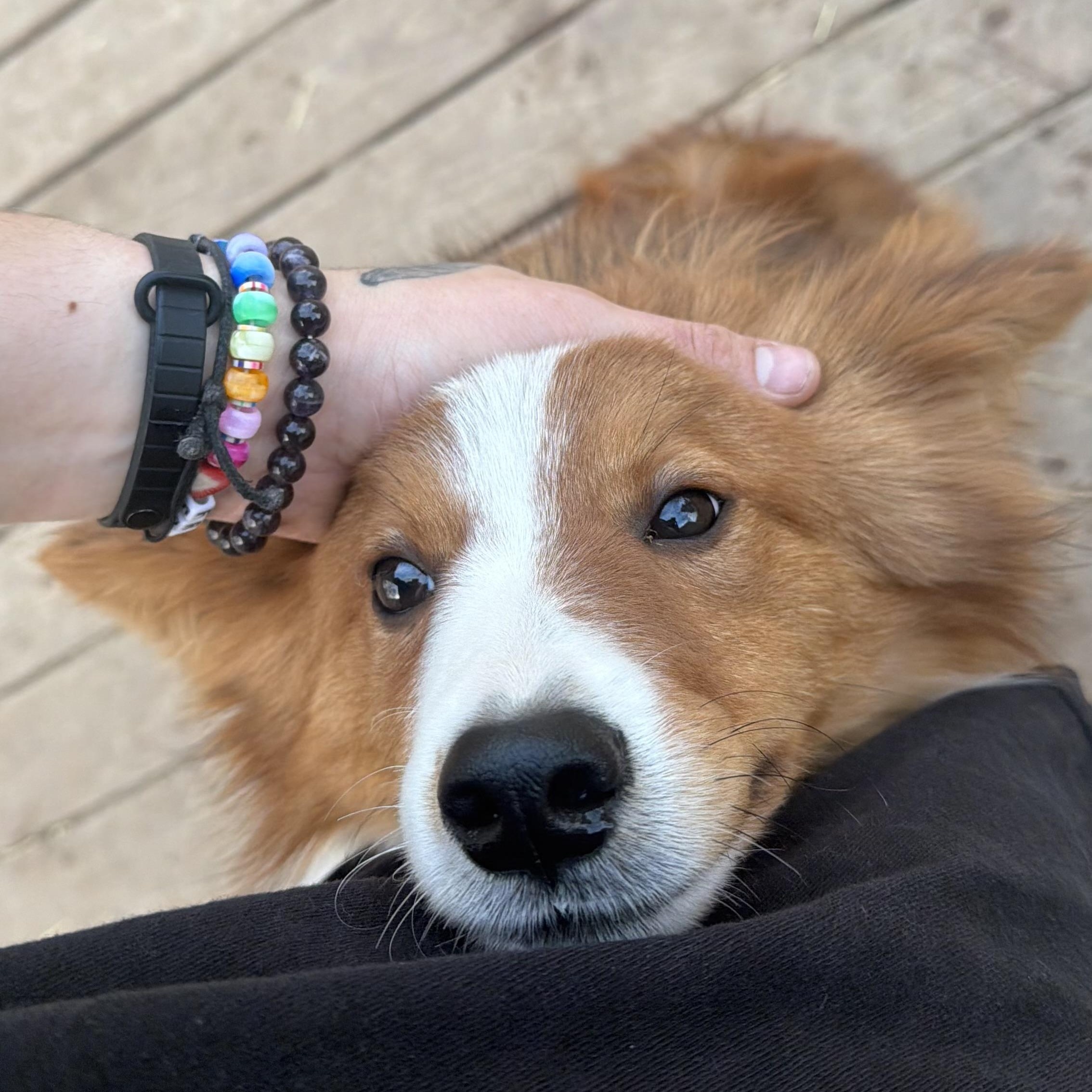 Enlarge Dill Pickle, a ADOPTABLE mixed breed in Olathe, KS image 3/5