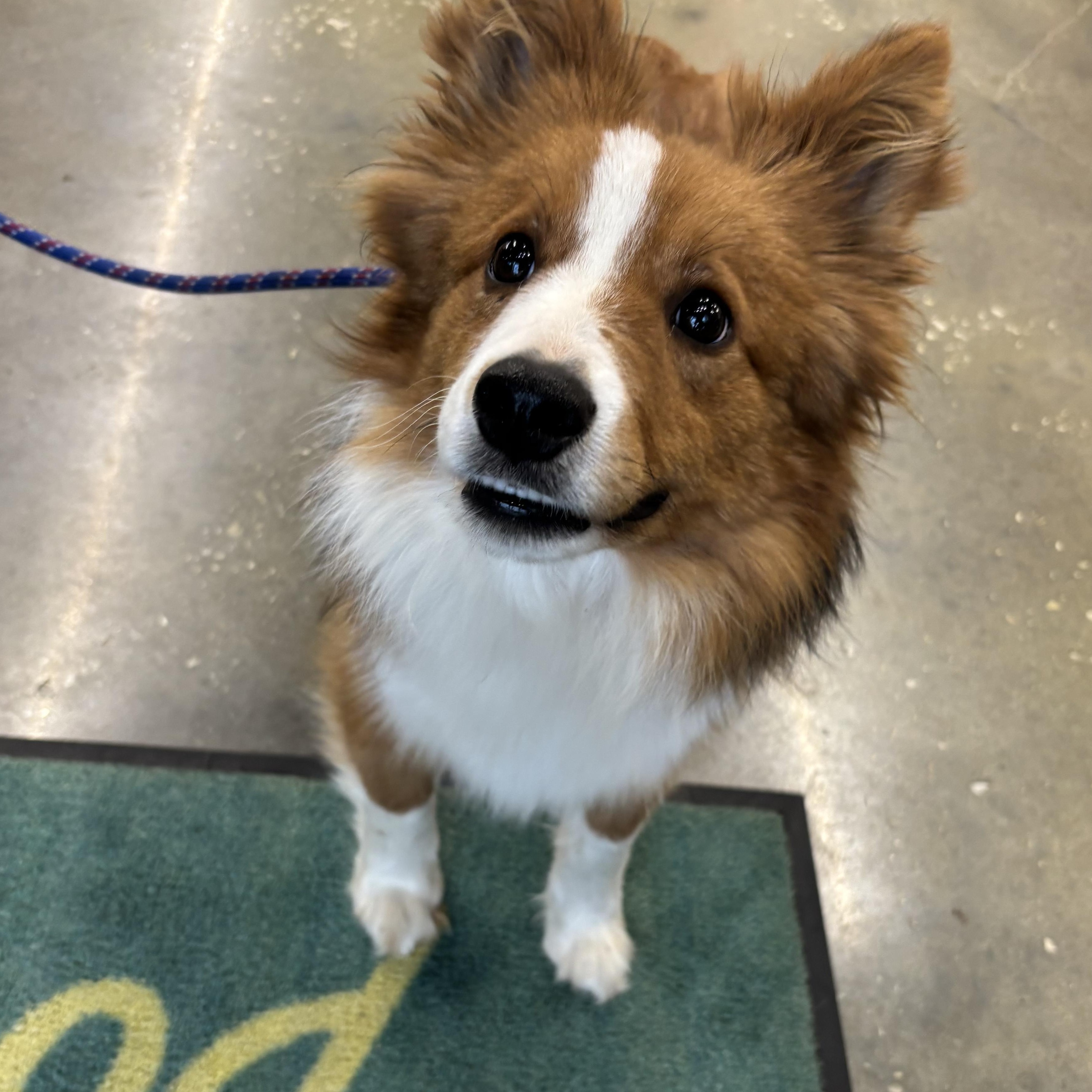 Enlarge Dill Pickle, a ADOPTABLE mixed breed in Olathe, KS image 4/5