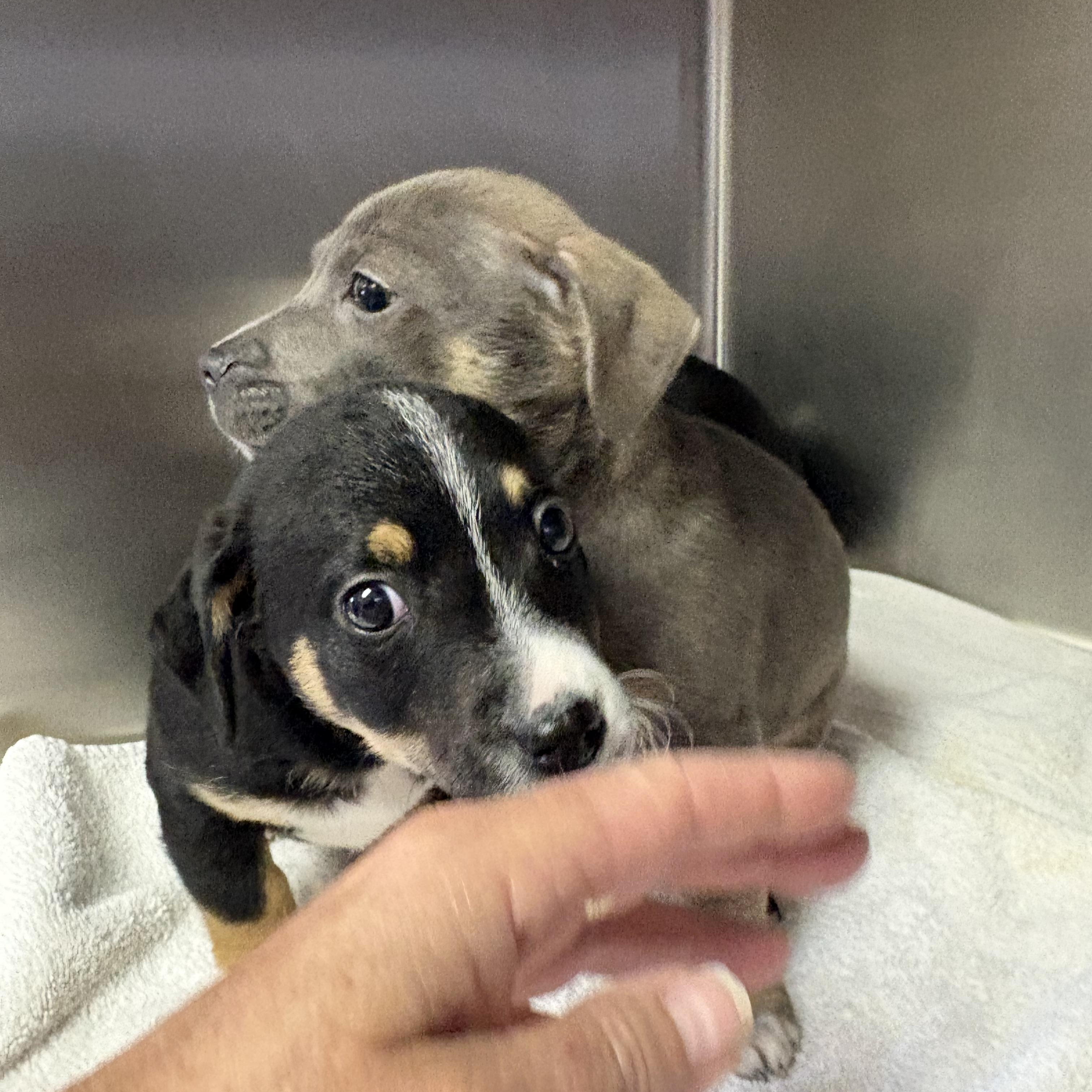 Enlarge Ella, a ADOPTABLE mixed breed in Concord, CA image 1/2