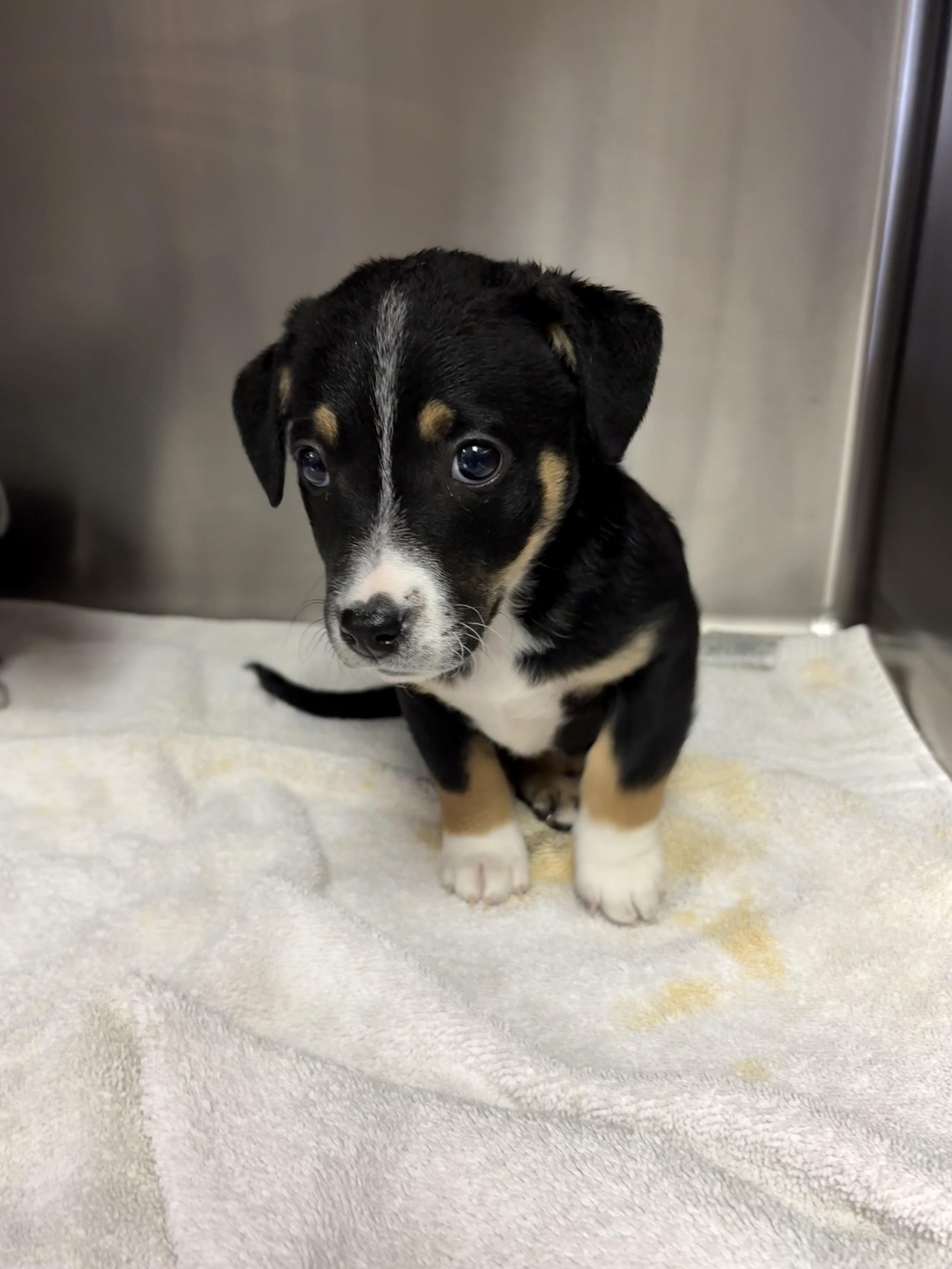 Enlarge Ella, a ADOPTABLE mixed breed in Concord, CA image 2/2