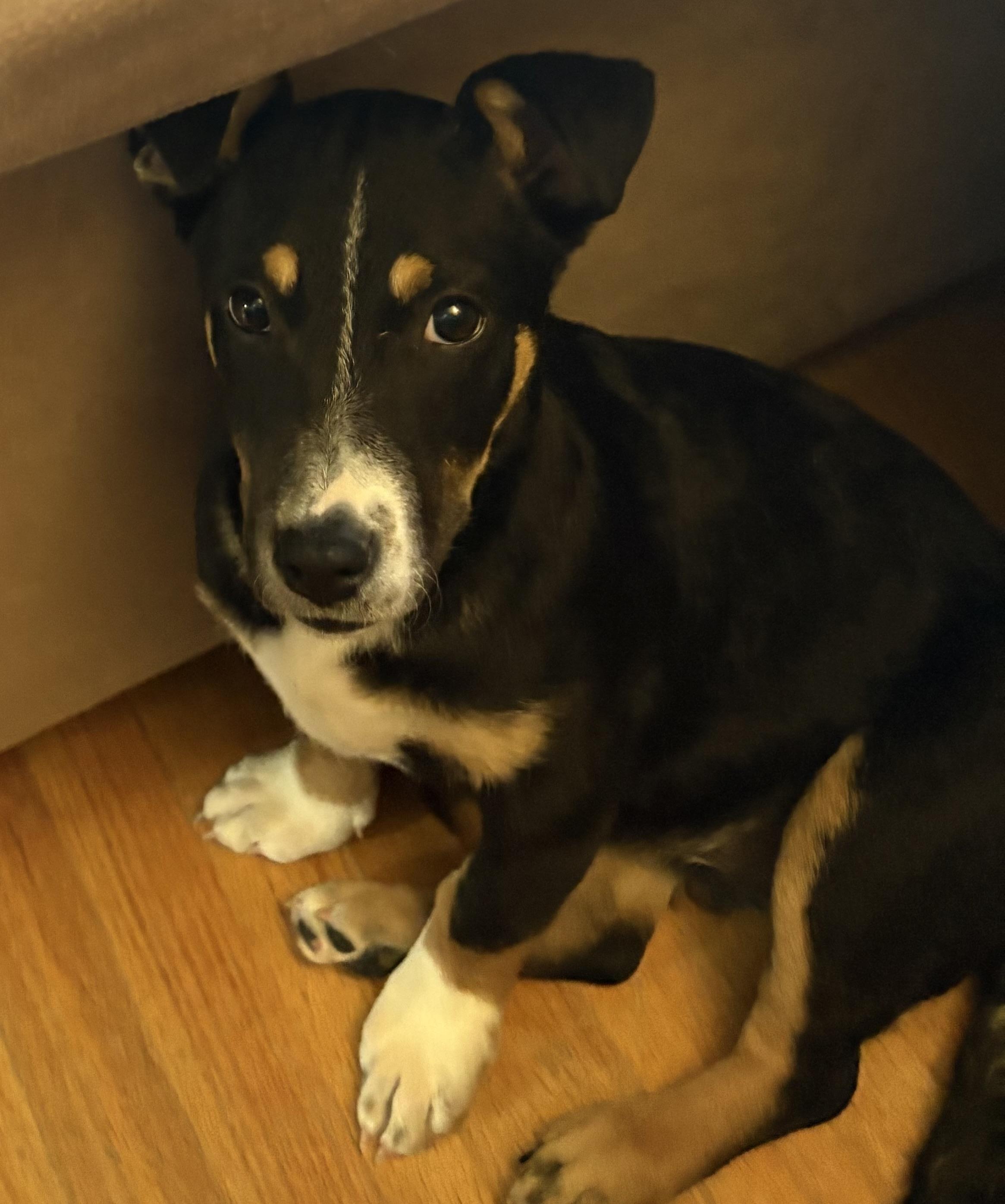 Ella, adopted, Young Female Mixed Breed & Pit Bull Terrier.