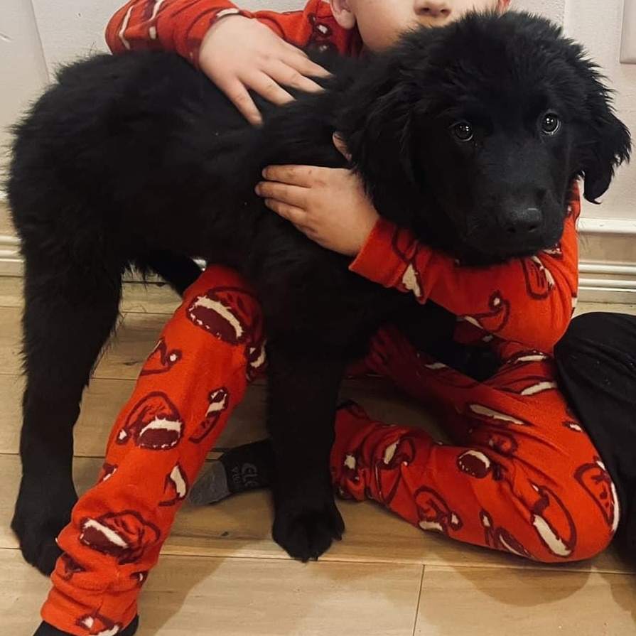 TANYA, Adopted, Puppy Female Great Pyrenees & Black Labrador Retriever.