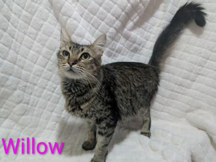 Enlarge Willow, a Adoptable mixed breed in Edmond, OK image 2/3