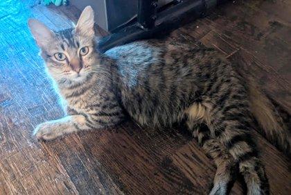 Enlarge Willow, a Adoptable mixed breed in Edmond, OK image 3/3
