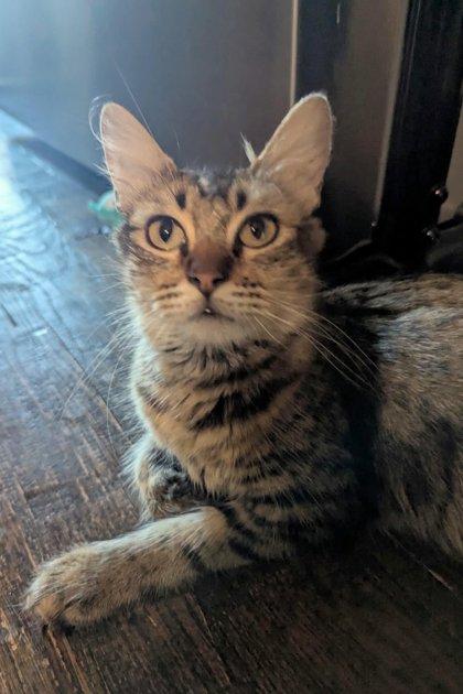 Enlarge Willow, a Adoptable mixed breed in Edmond, OK image 1/3