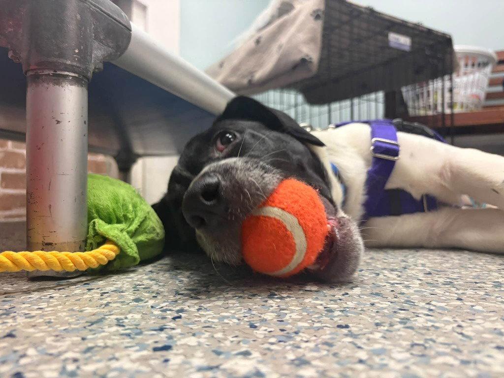 Enlarge Broadway, a Adoptable mixed breed in Sayreville, NJ image 1/3