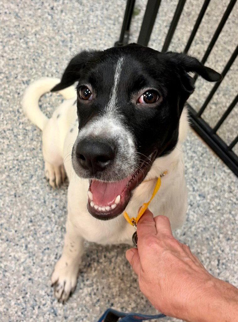 Enlarge Broadway, a Adoptable mixed breed in Sayreville, NJ image 2/3