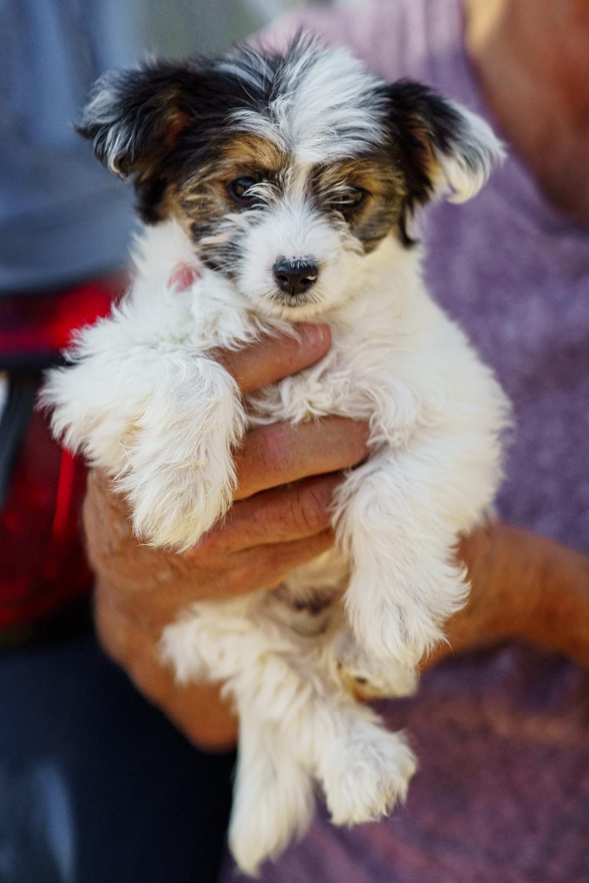 Enlarge Piper, an adopted mixed breed in LAMPASAS, TX image 2/5