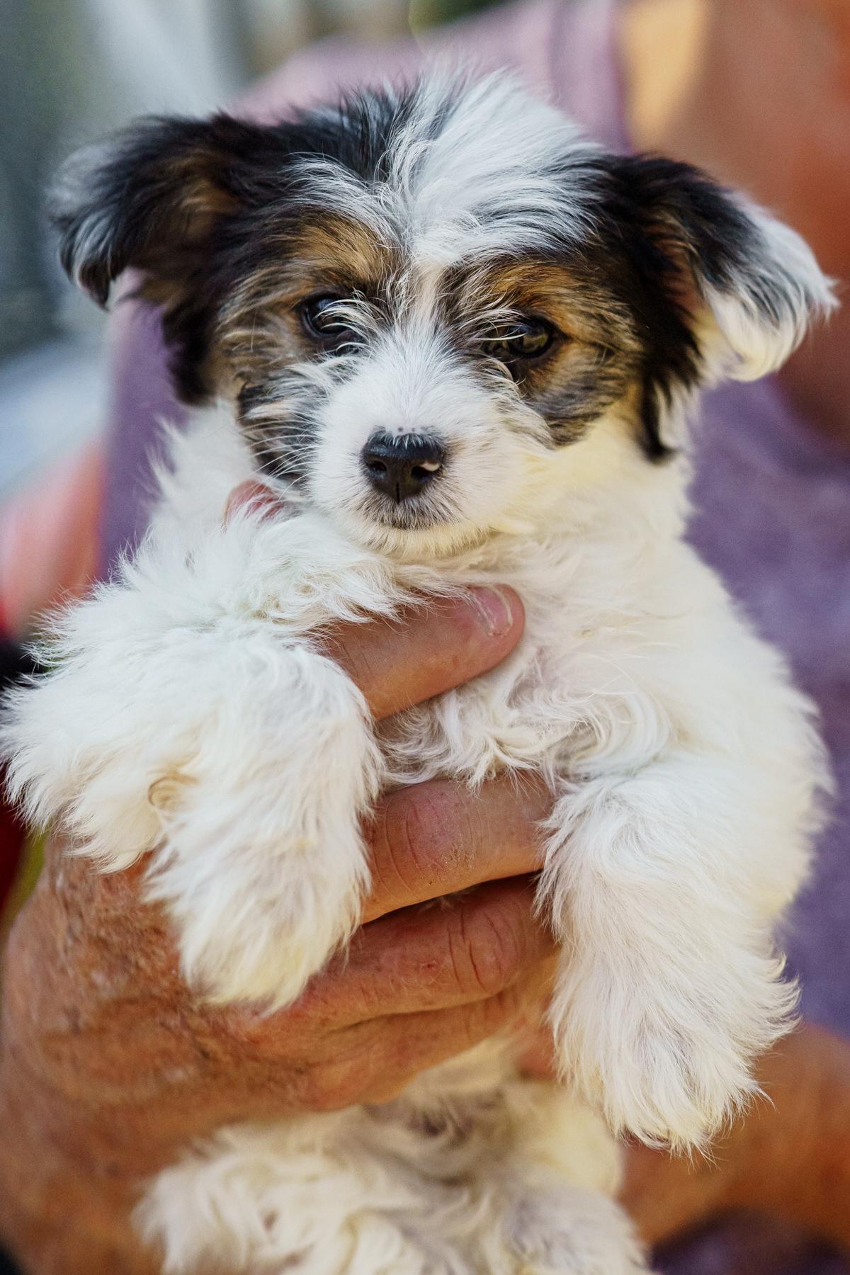 Enlarge Piper, an adopted mixed breed in LAMPASAS, TX image 1/5