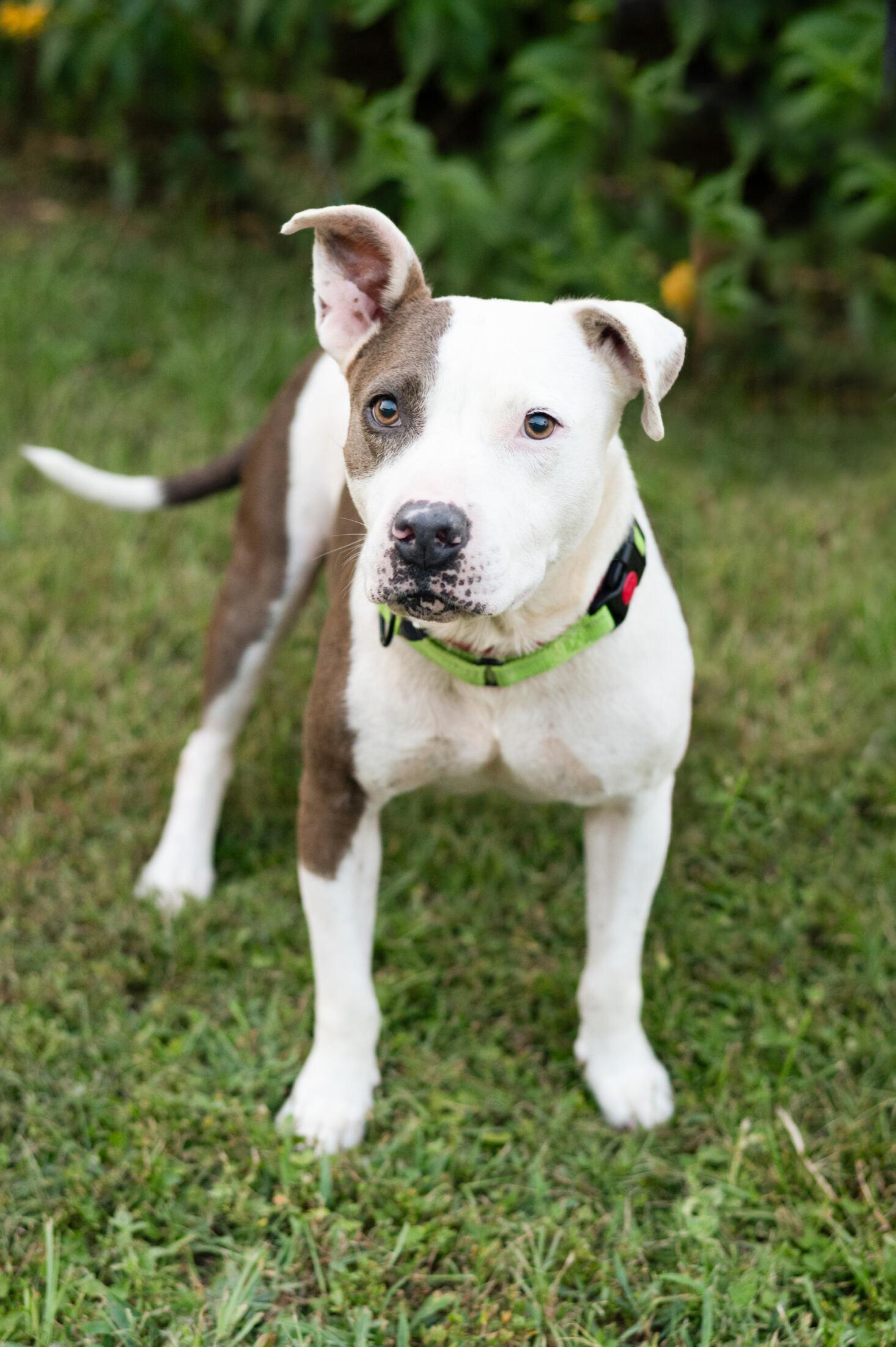 Enlarge Allie, a ADOPTABLE mixed breed in Commerce City, CO image 6/6