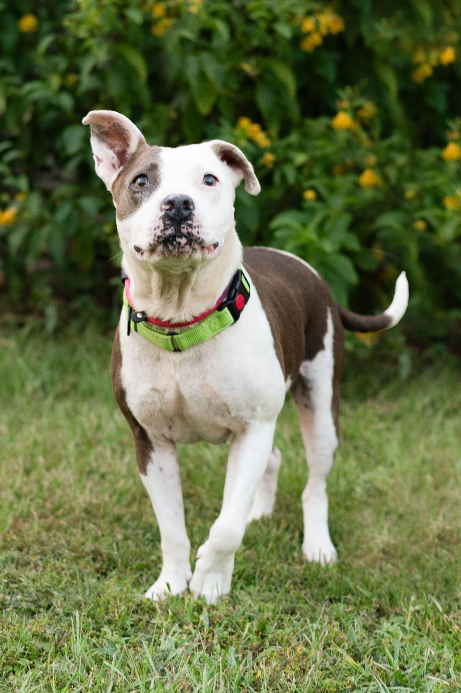 Enlarge Allie, a ADOPTABLE mixed breed in Commerce City, CO image 5/6