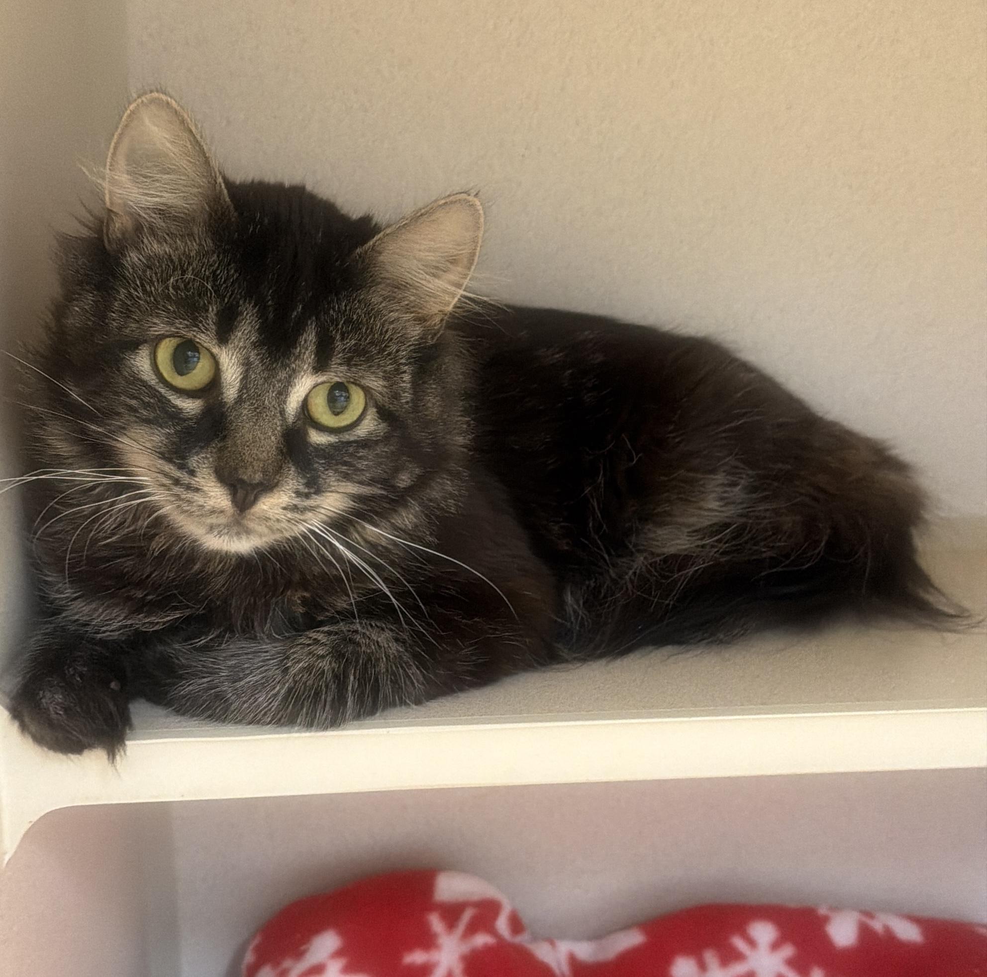 Enlarge Beetlejuice, a Adopted Domestic Medium Hair in Hudson, NY image 1/1