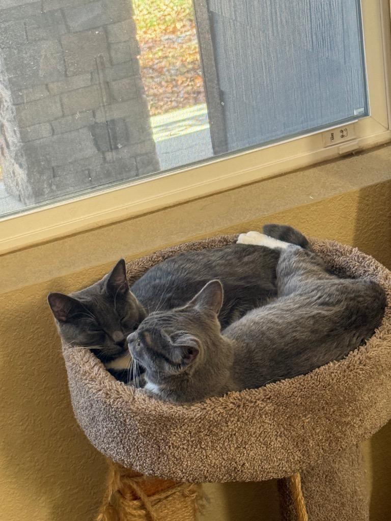 Etivaz, Adoptable, Young Male Domestic Short Hair.