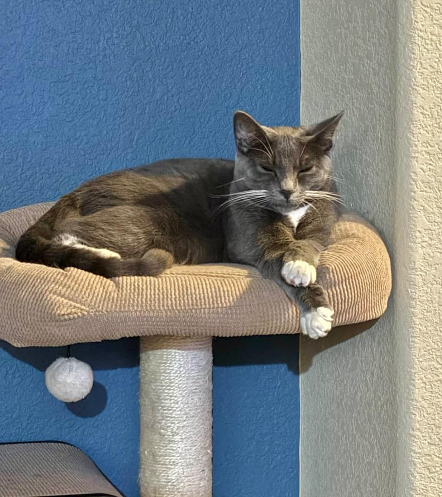 Enlarge Etivaz, a Adoptable mixed breed in Fort Lupton, CO image 2/6